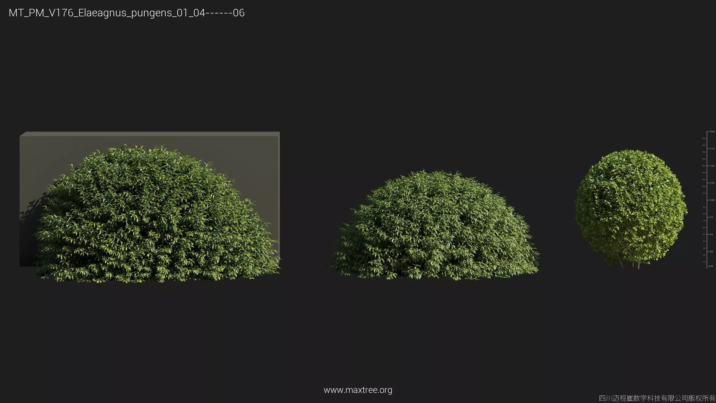 Maxtree Plant Models Vol 176 - Mesh 3D model_17