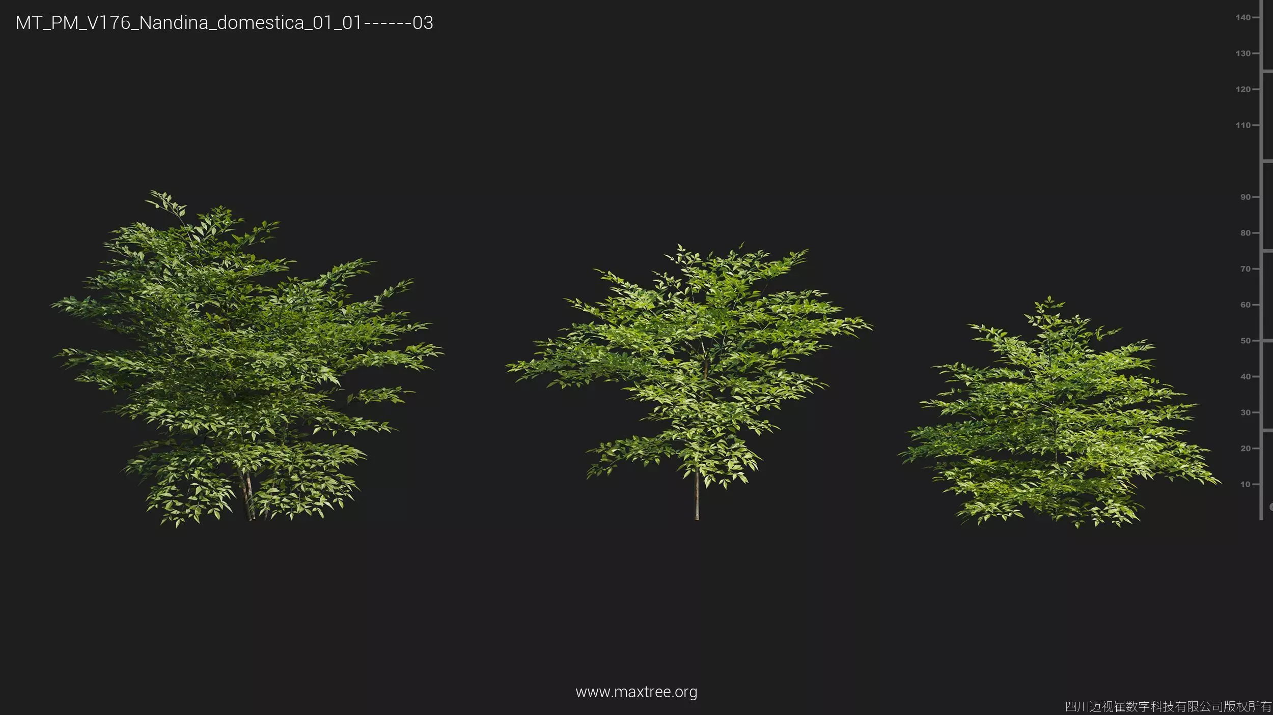 Maxtree Plant Models Vol 176 - Mesh 3D model_35