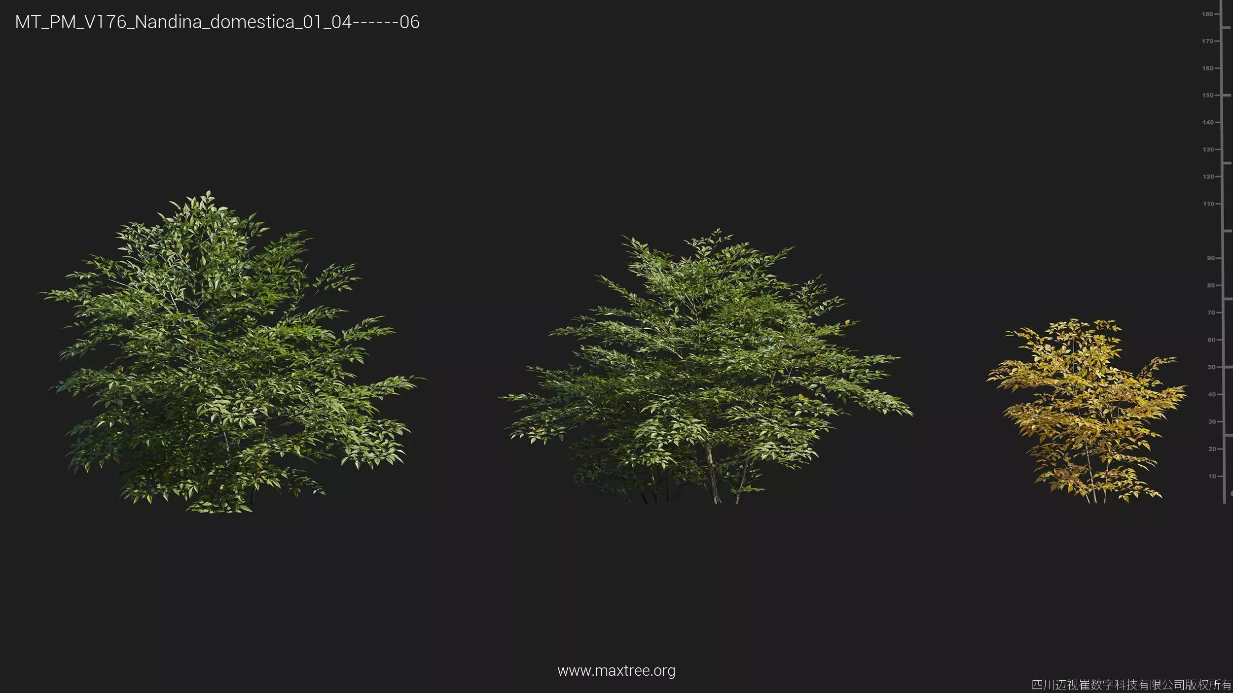 Maxtree Plant Models Vol 176 - Mesh 3D model_31