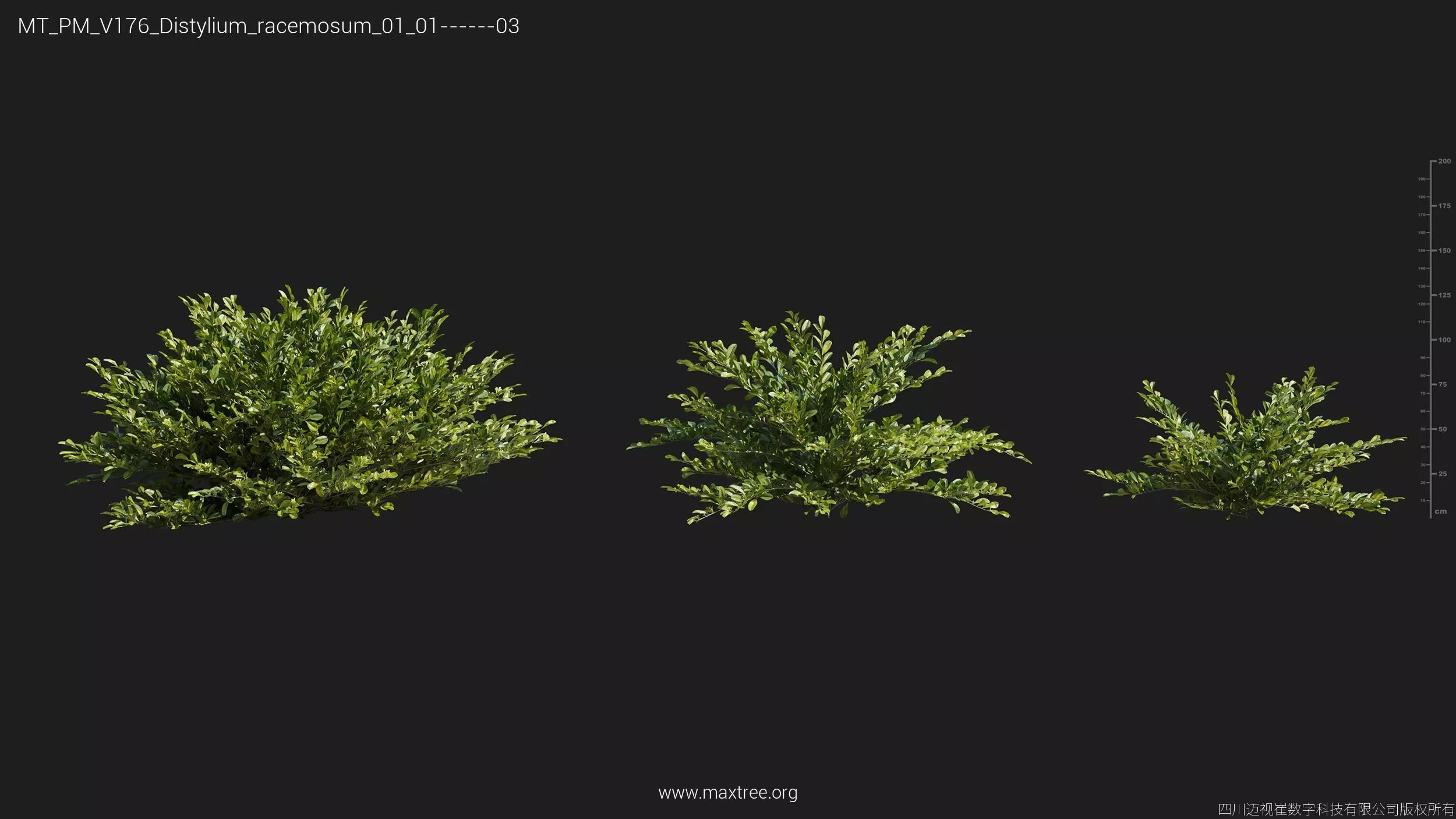 Maxtree Plant Models Vol 176 - Mesh 3D model_15