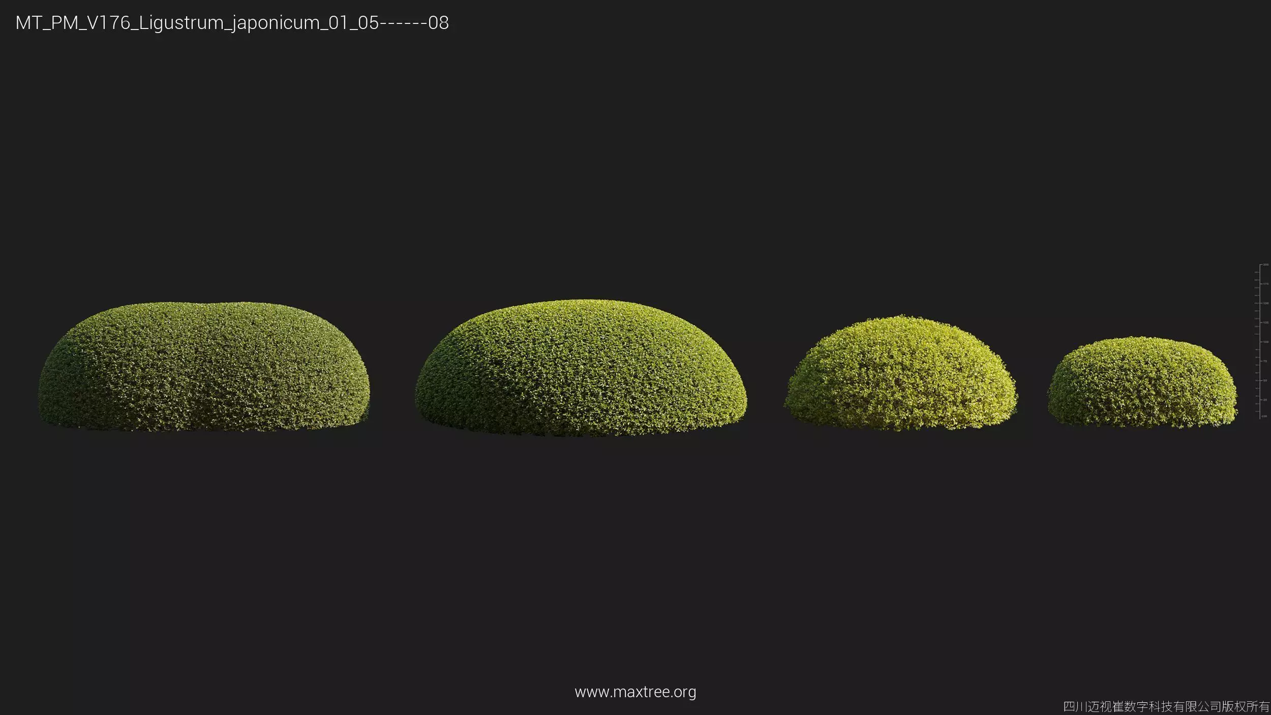 Maxtree Plant Models Vol 176 - Mesh 3D model_26