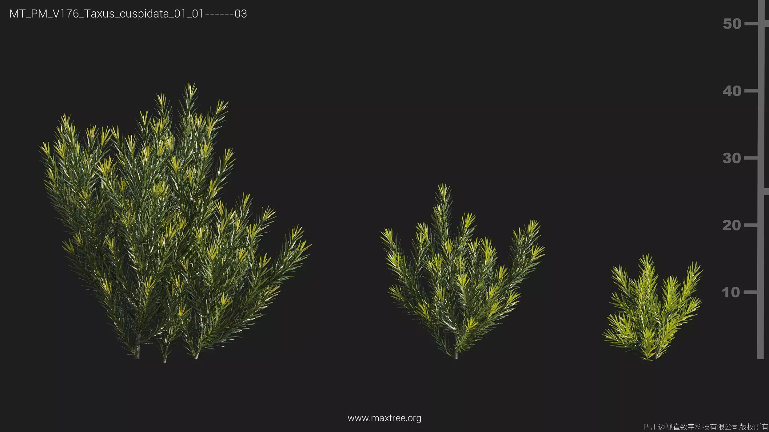 Maxtree Plant Models Vol 176 - Mesh 3D model_10