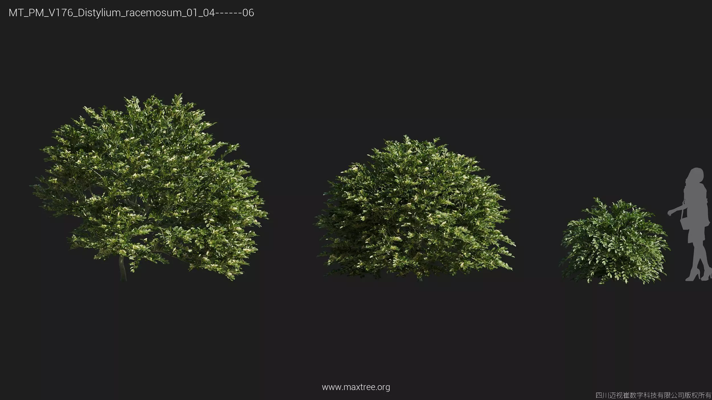 Maxtree Plant Models Vol 176 - Mesh 3D model_19