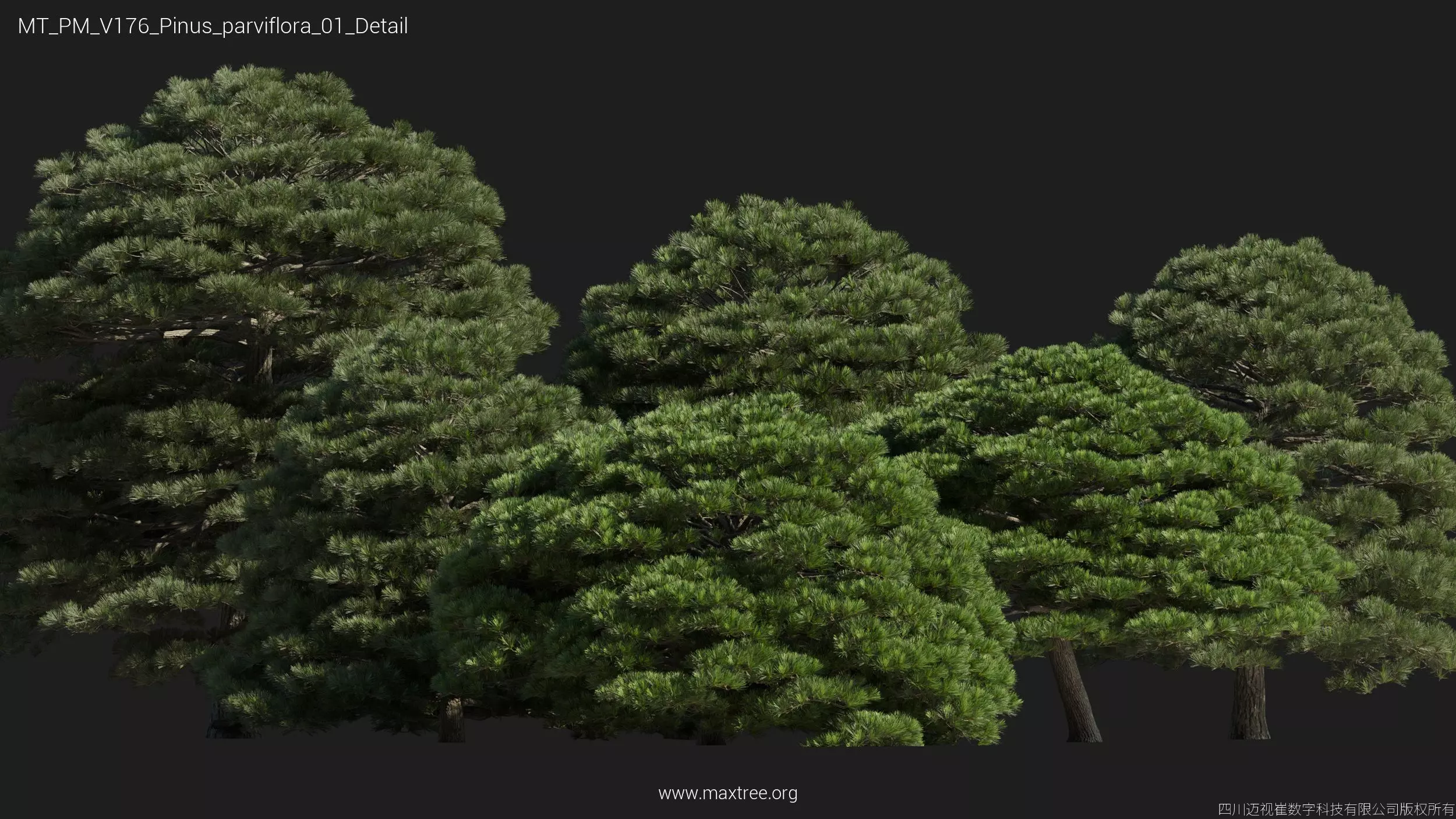 Maxtree Plant Models Vol 176 - Mesh 3D model_7
