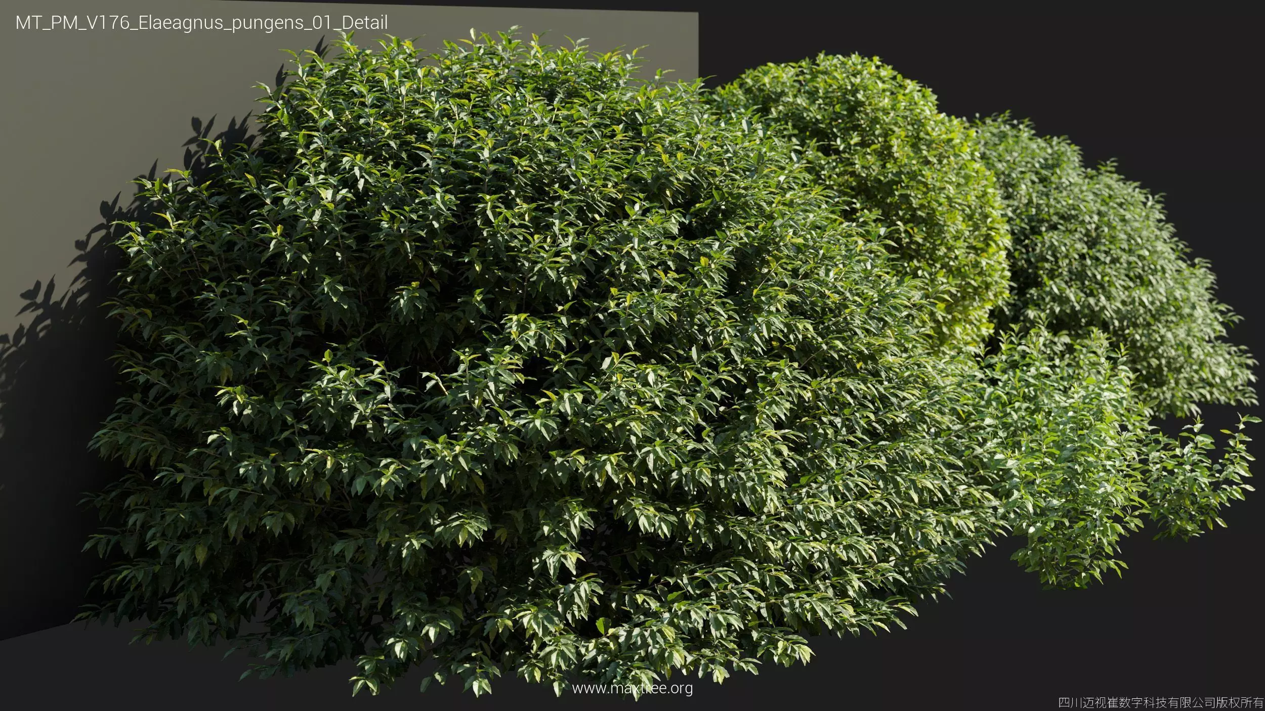 Maxtree Plant Models Vol 176 - Mesh 3D model_21