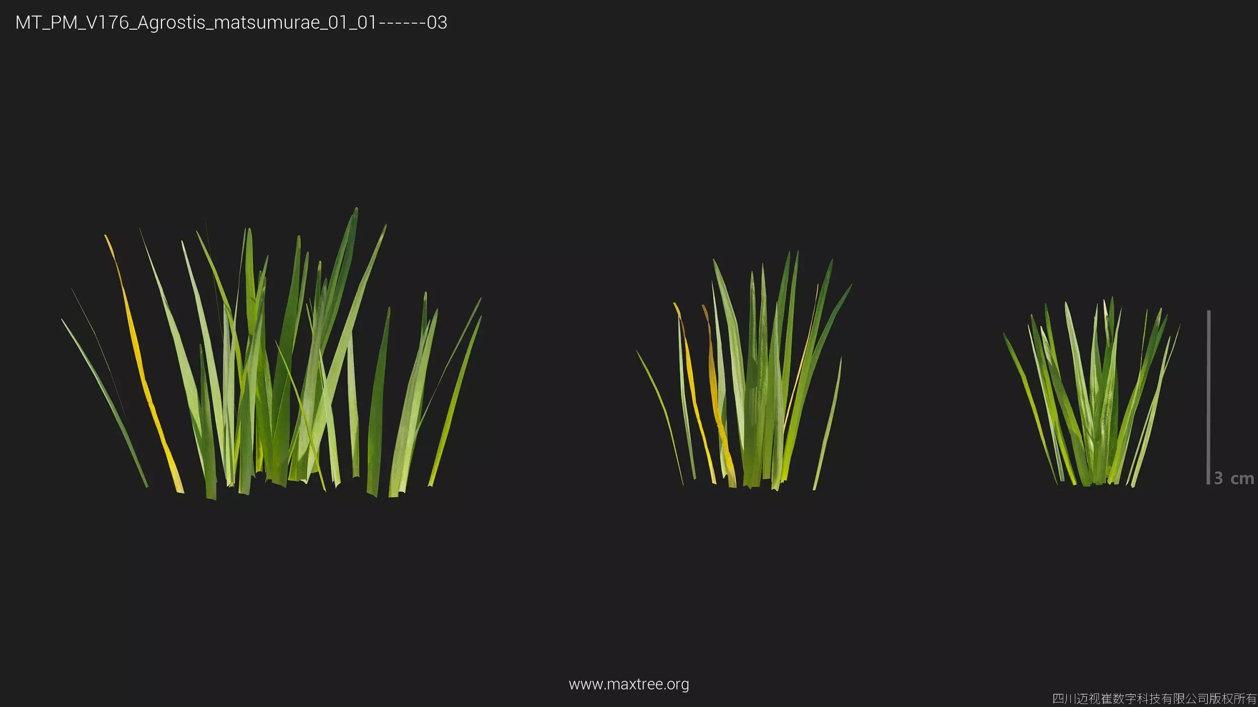 Maxtree Plant Models Vol 176 - Mesh 3D model_33