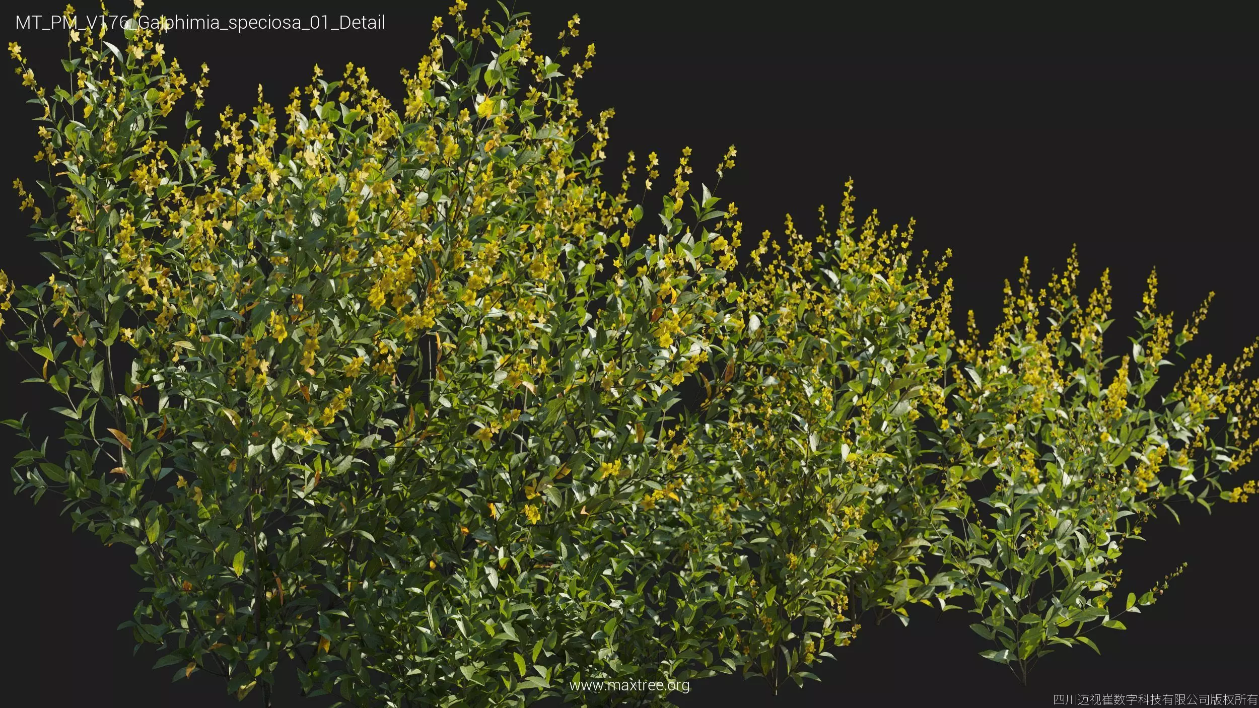 Maxtree Plant Models Vol 176 - Mesh 3D model_29