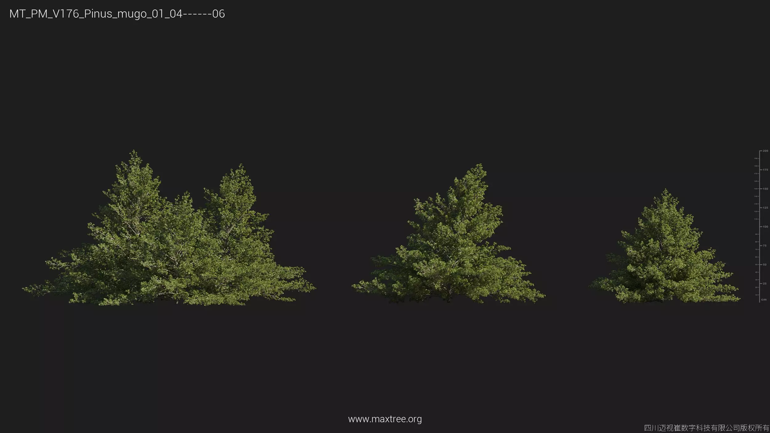 Maxtree Plant Models Vol 176 - Mesh 3D model_41