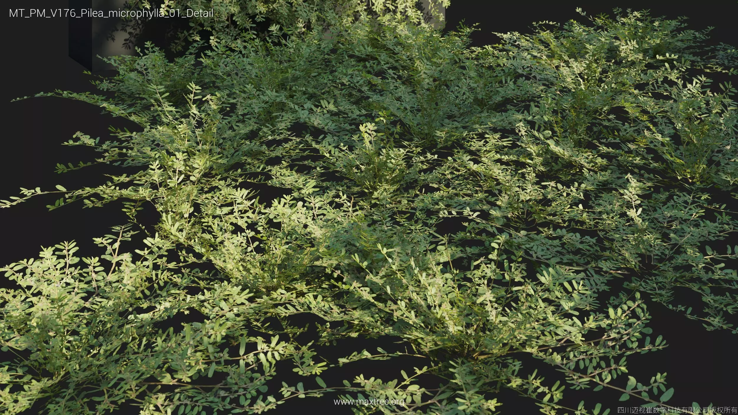 Maxtree Plant Models Vol 176 - Mesh 3D model_47