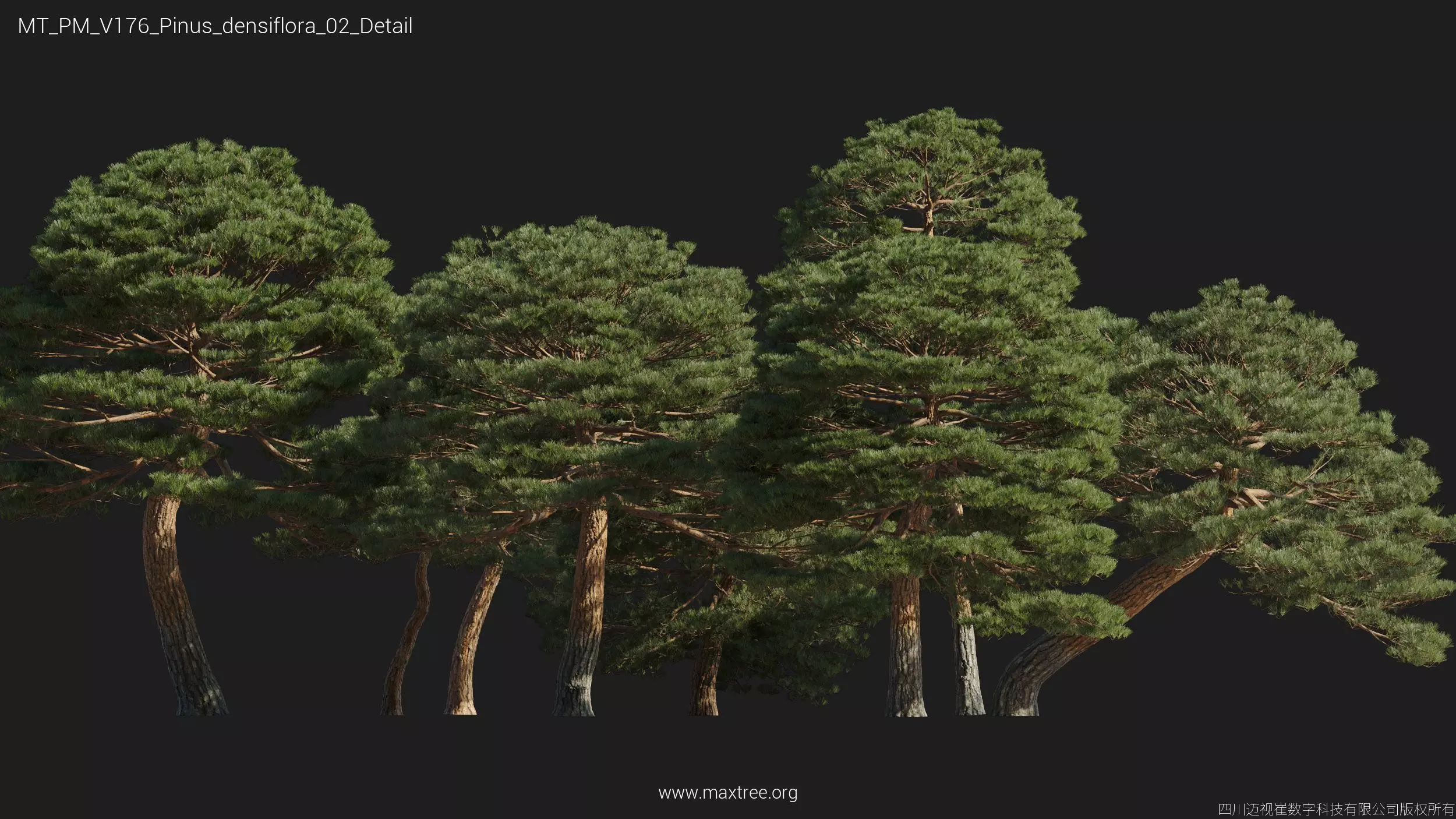 Maxtree Plant Models Vol 176 - Mesh 3D model_30