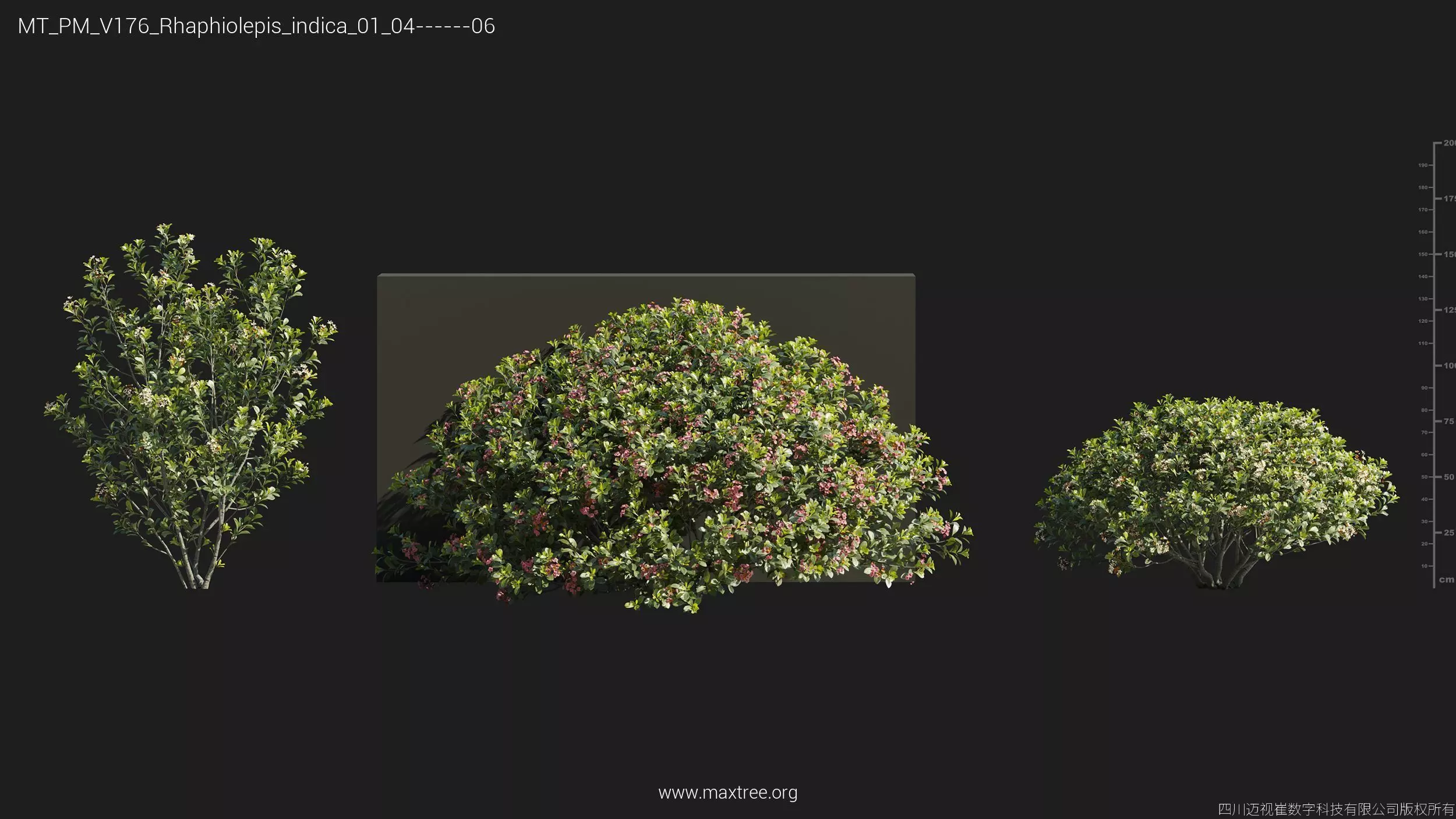 Maxtree Plant Models Vol 176 - Mesh 3D model_6