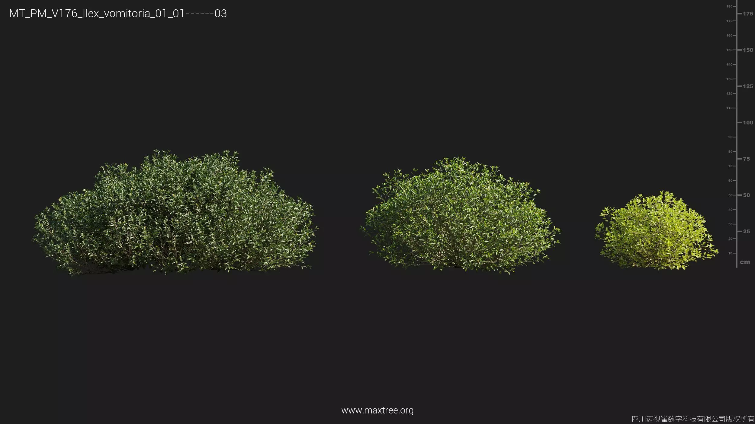 Maxtree Plant Models Vol 176 - Mesh 3D model_23