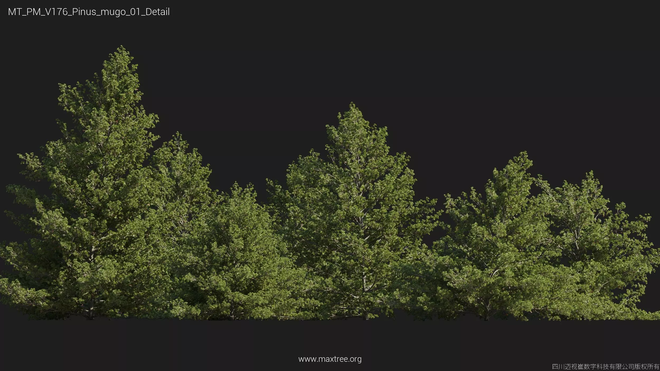 Maxtree Plant Models Vol 176 - Mesh 3D model_46