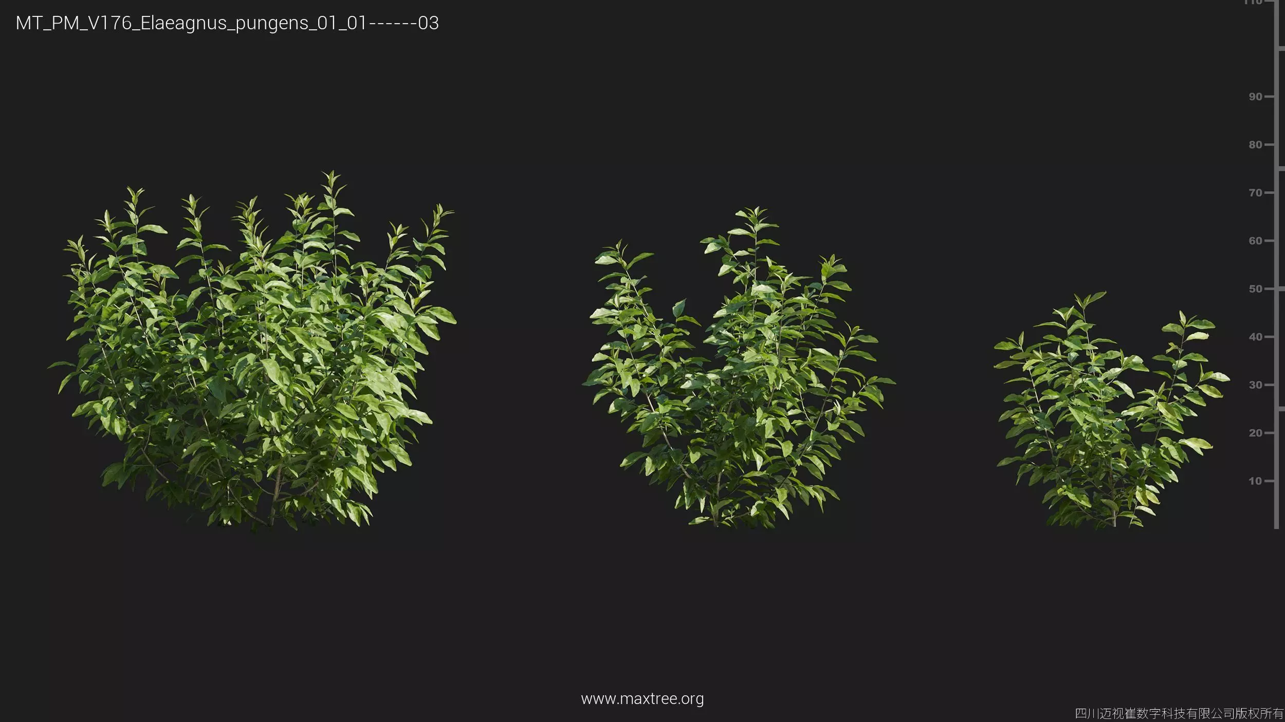 Maxtree Plant Models Vol 176 - Mesh 3D model_16