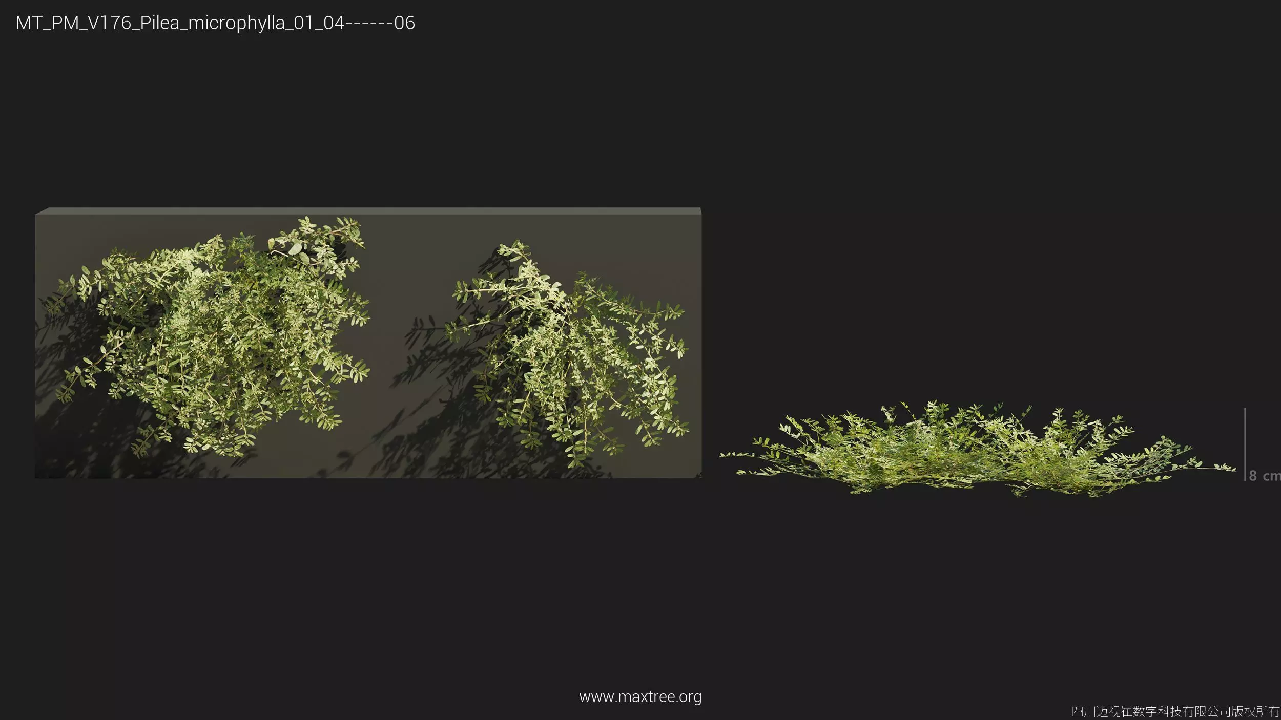 Maxtree Plant Models Vol 176 - Mesh 3D model_22