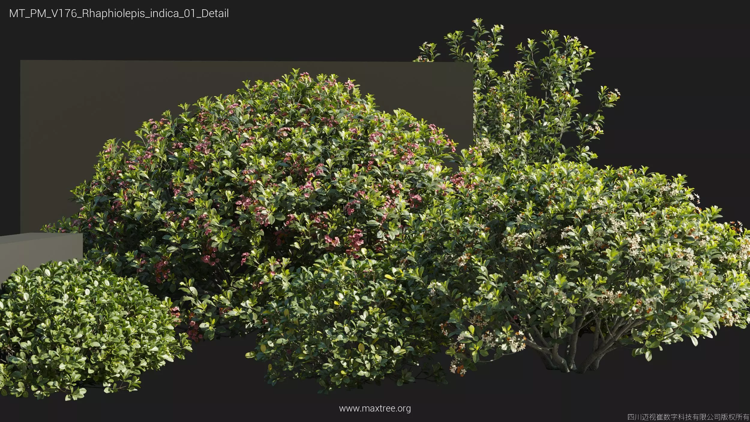 Maxtree Plant Models Vol 176 - Mesh 3D model_28