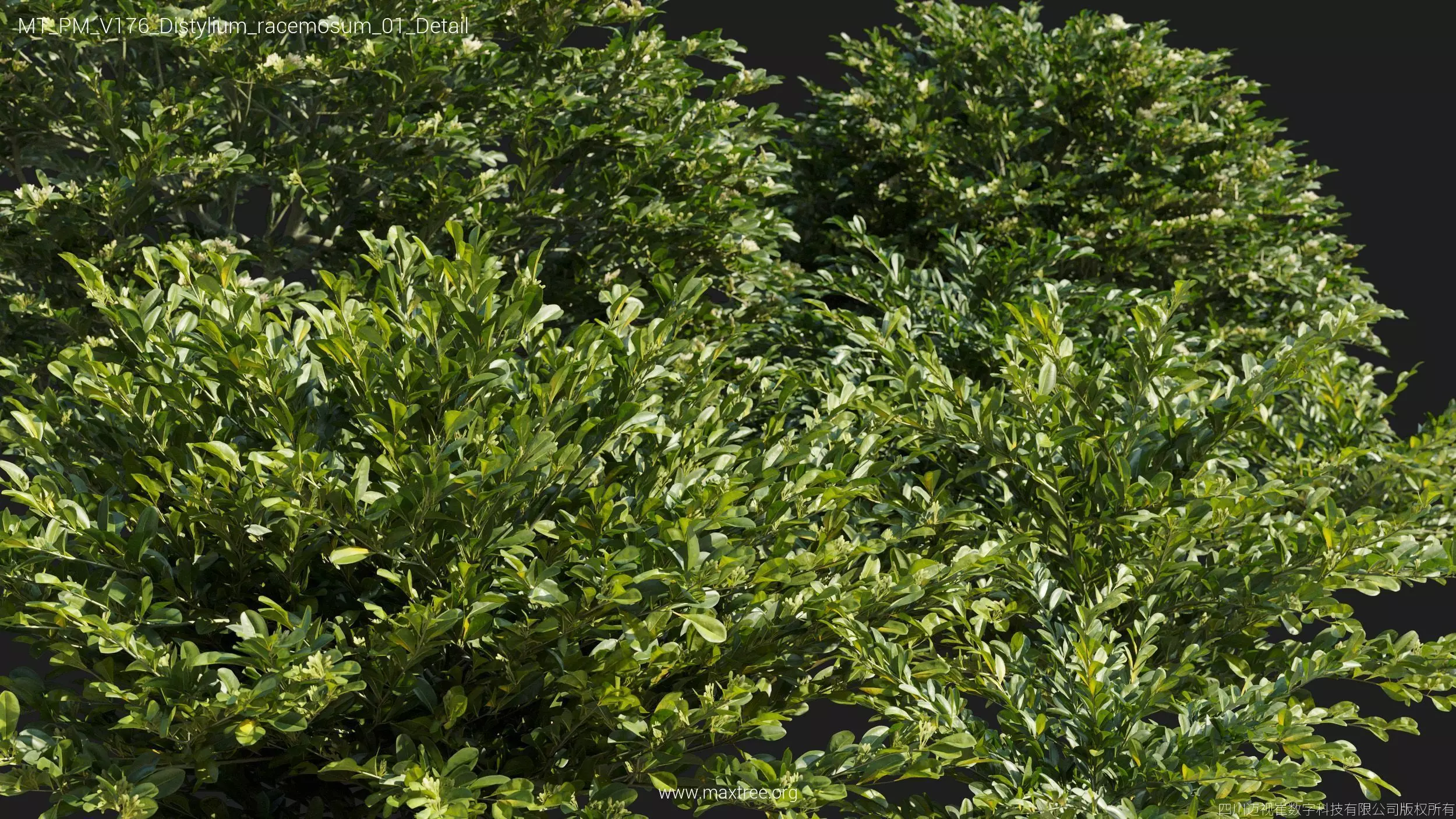 Maxtree Plant Models Vol 176 - Mesh 3D model_14