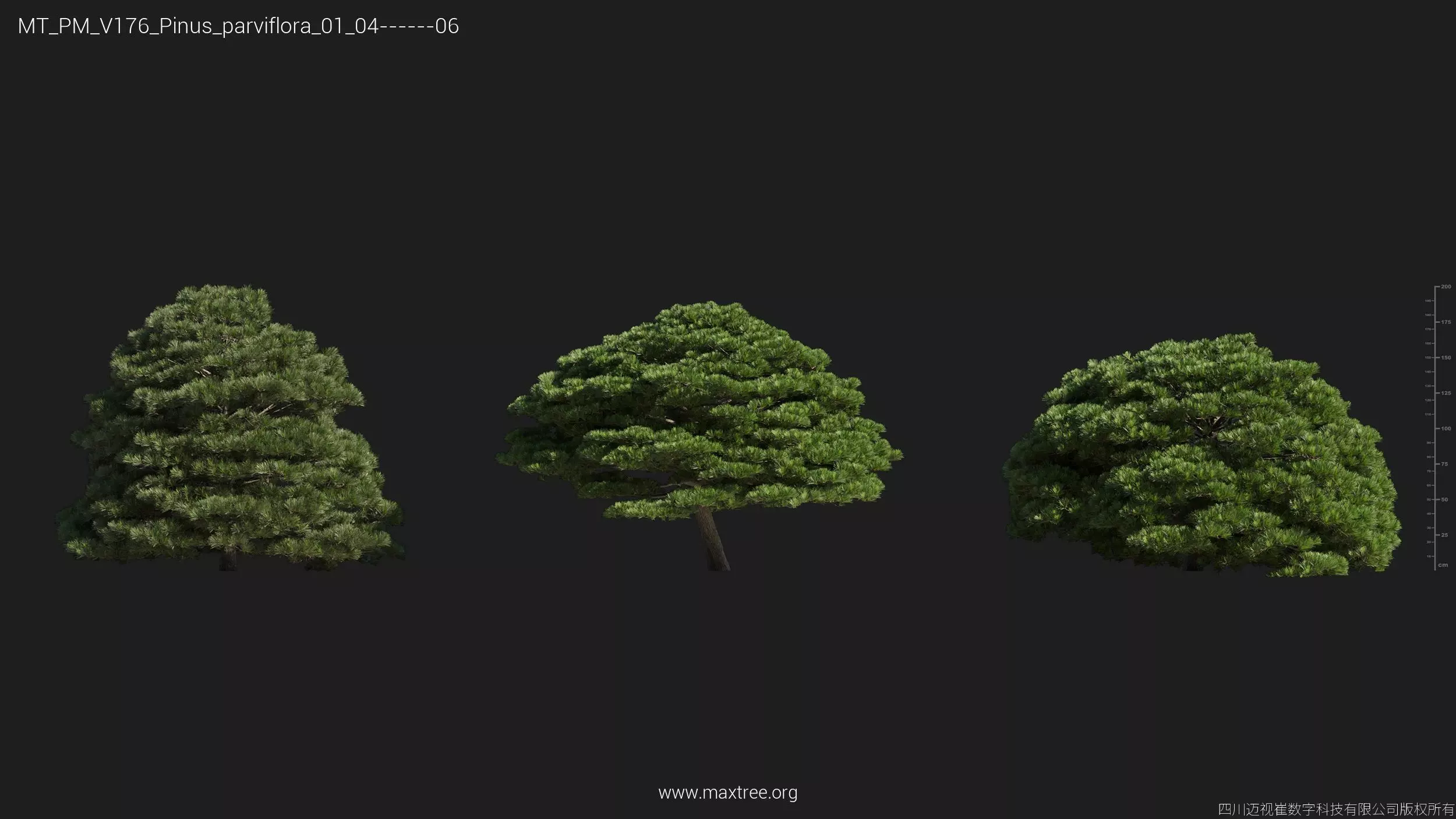Maxtree Plant Models Vol 176 - Mesh 3D model_45