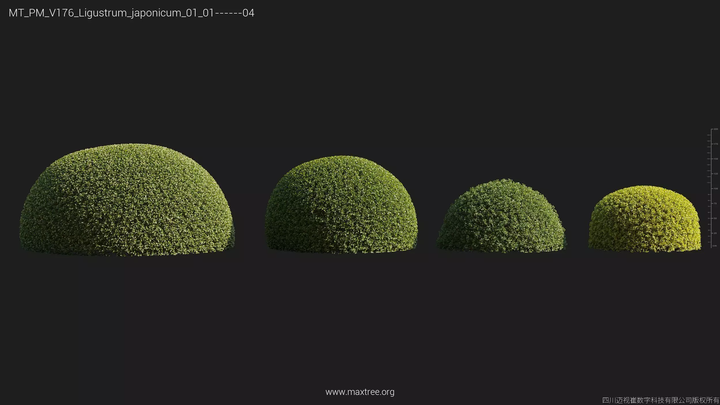 Maxtree Plant Models Vol 176 - Mesh 3D model_13