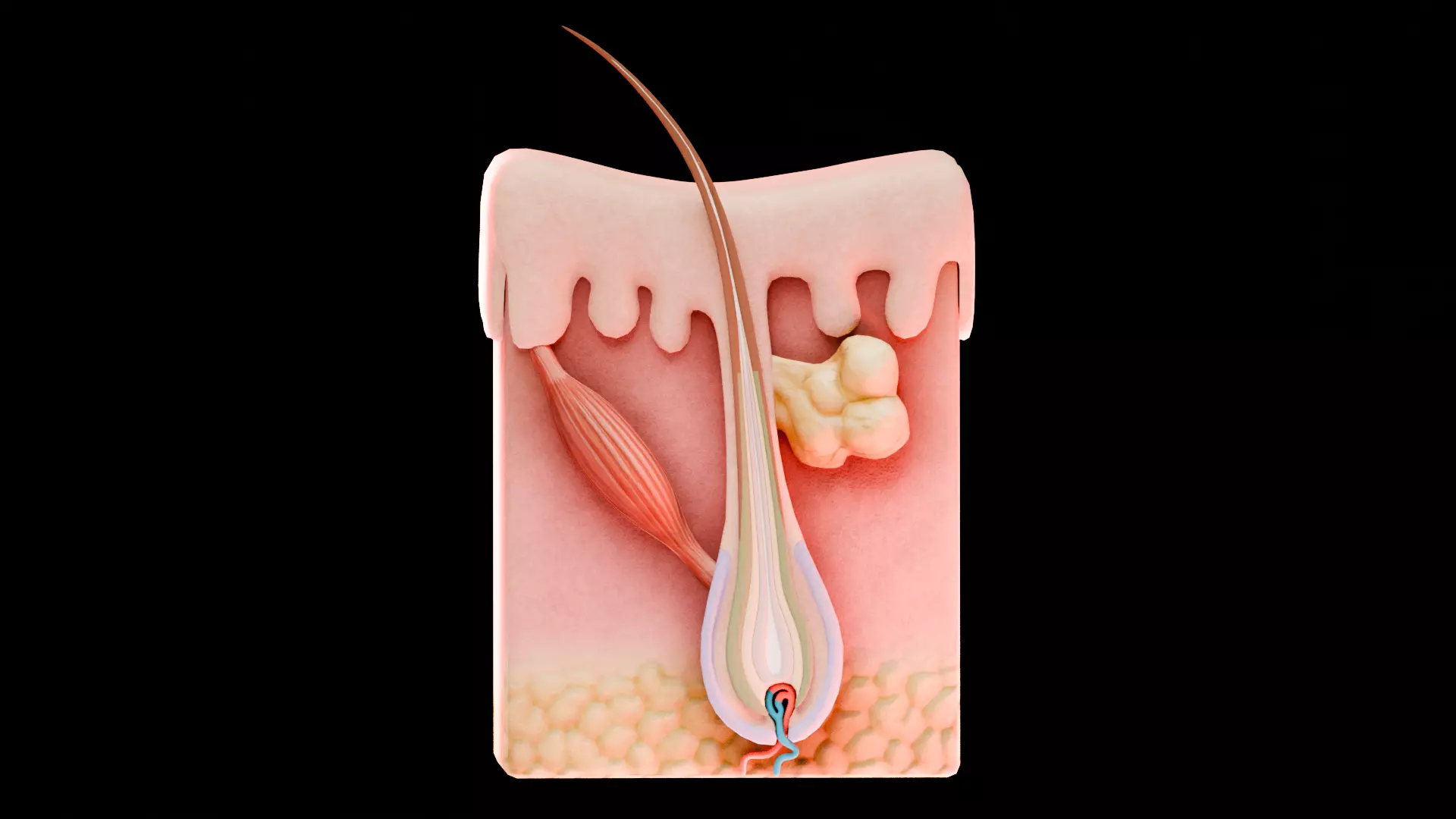 Human Skin Dermal Papillae Structure Low-poly 3D model_0