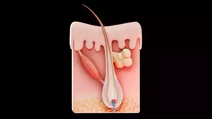 Human Skin Dermal Papillae Structure Low-poly 3D model