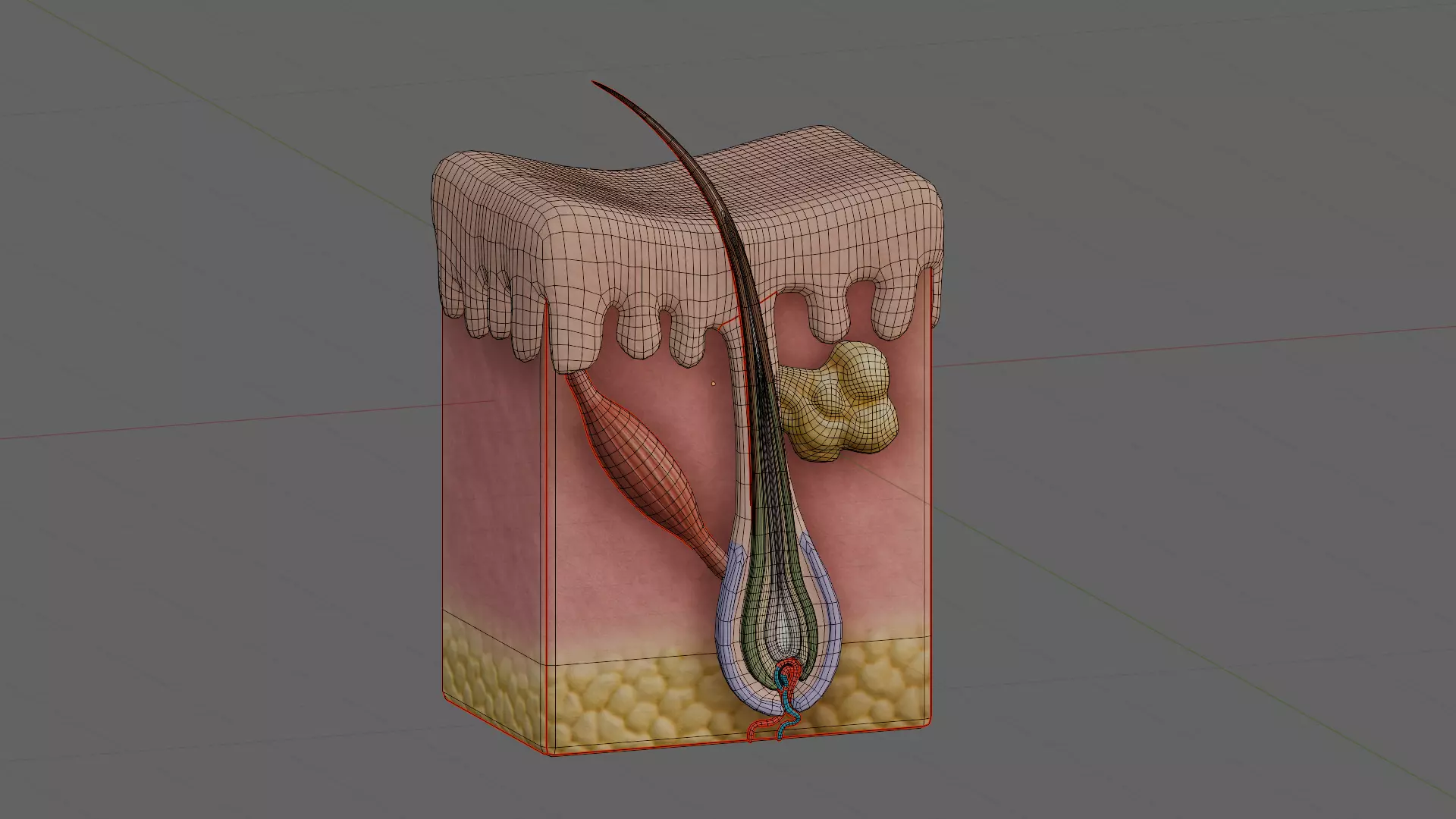 Human Skin Dermal Papillae Structure Low-poly 3D model_5