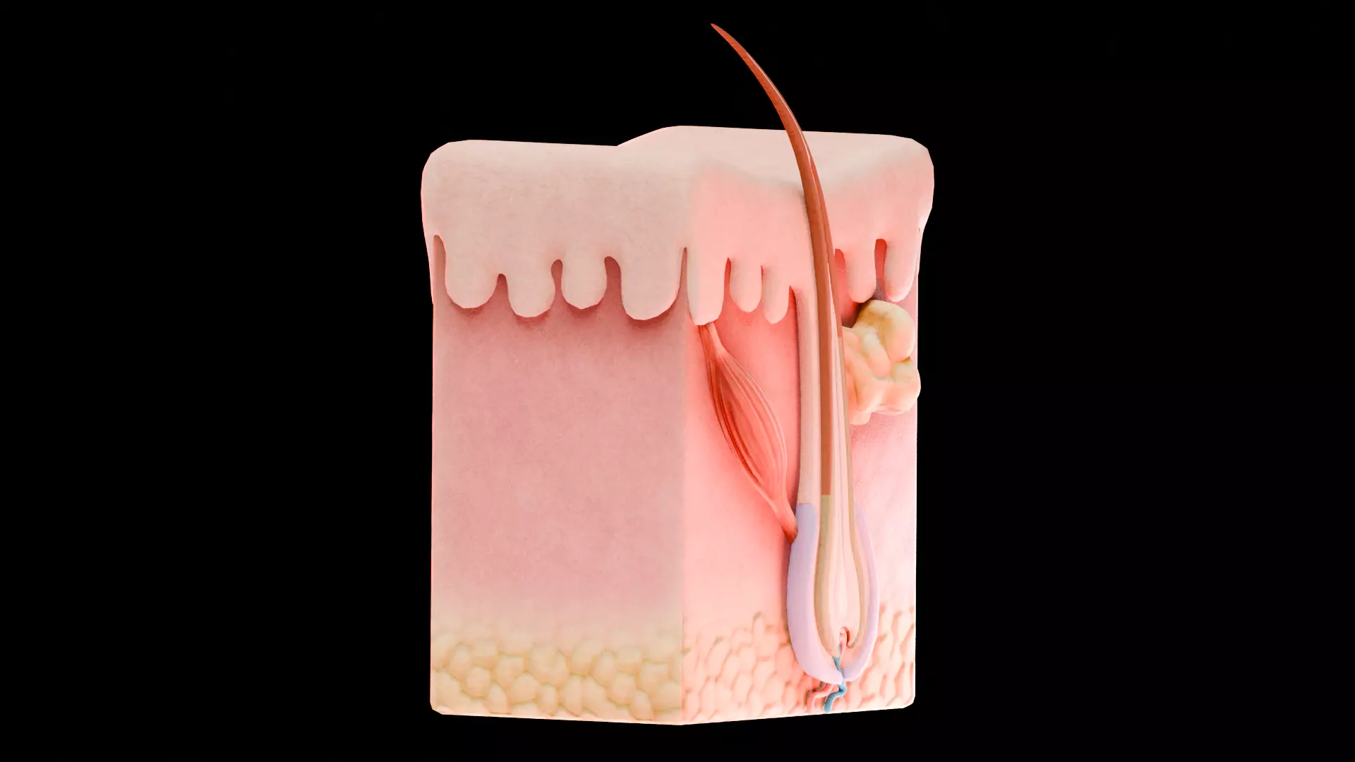 Human Skin Dermal Papillae Structure Low-poly 3D model_1