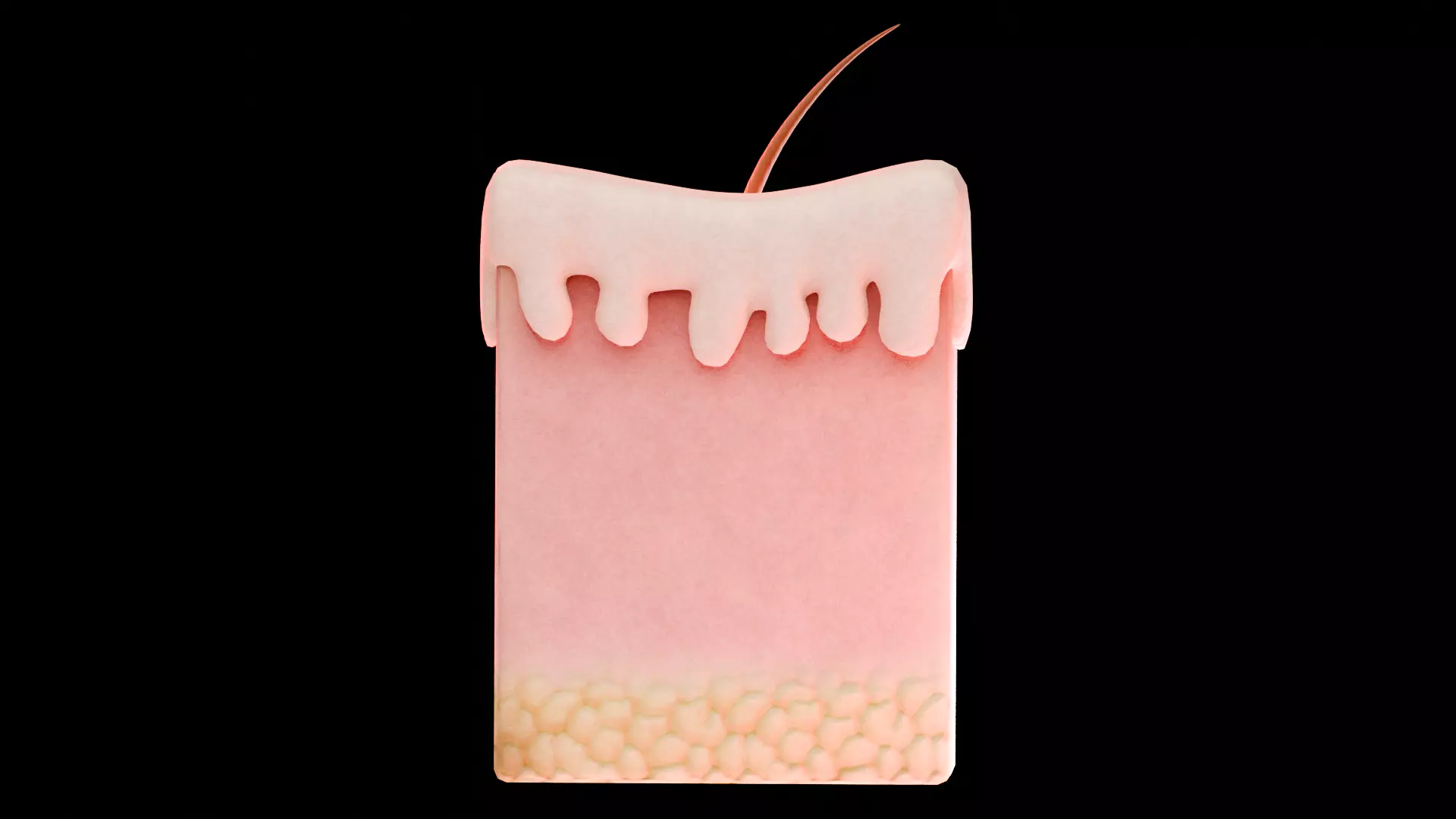 Human Skin Dermal Papillae Structure Low-poly 3D model_3