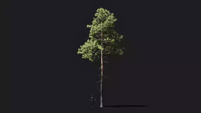 Longleaf pine game ready tree