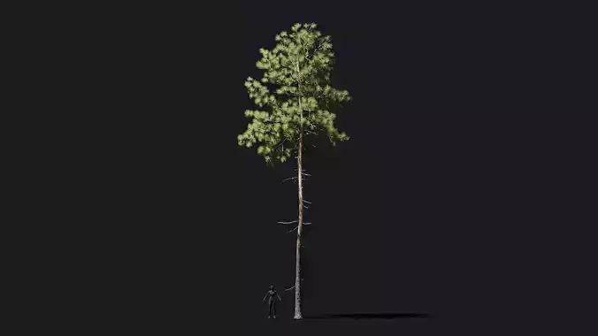 Longleaf pine game ready tree