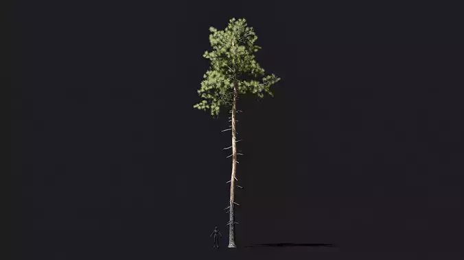 Longleaf pine game ready tree