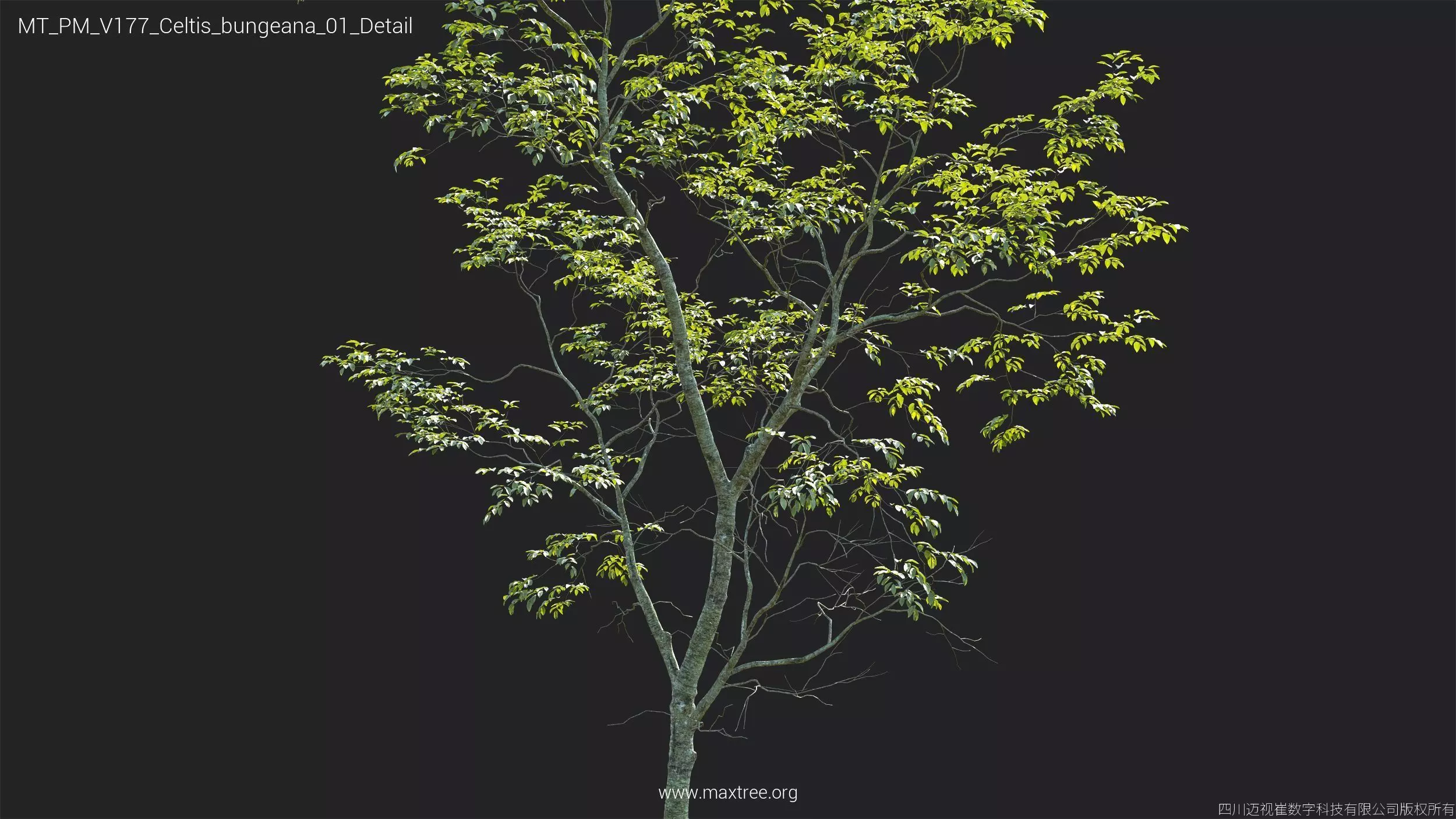 Maxtree Plant Models Vol 177 - Mesh 3D model_13