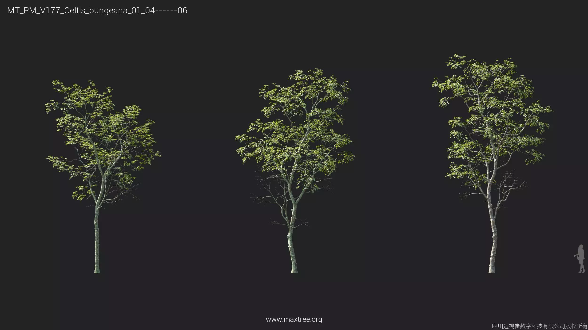 Maxtree Plant Models Vol 177 - Mesh 3D model_12