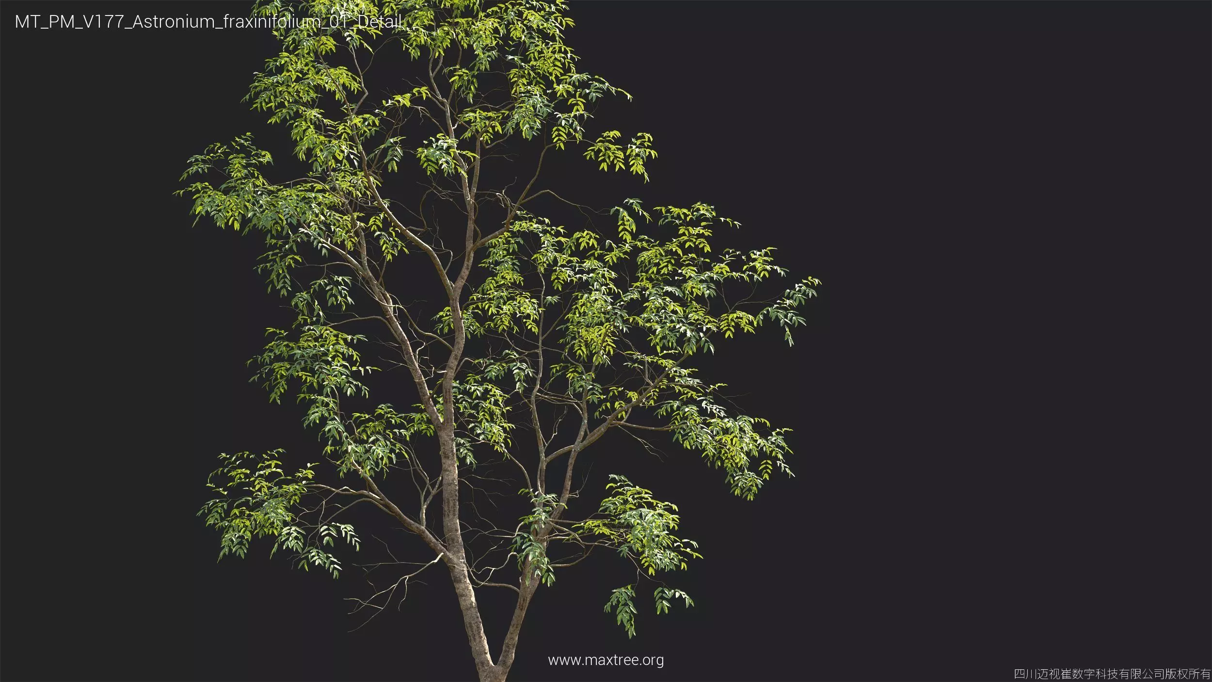 Maxtree Plant Models Vol 177 - Mesh 3D model_10