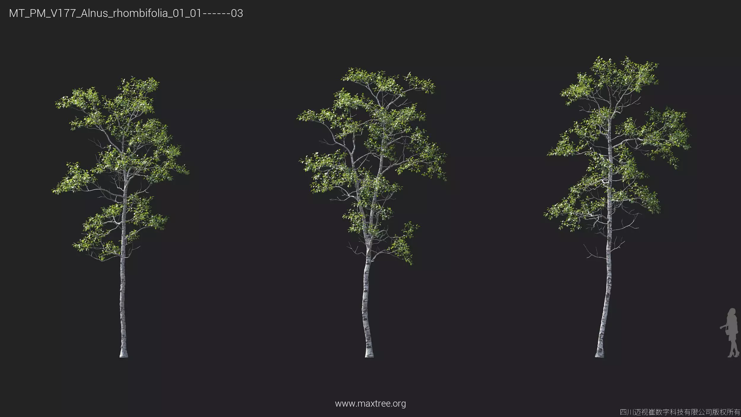 Maxtree Plant Models Vol 177 - Mesh 3D model_5