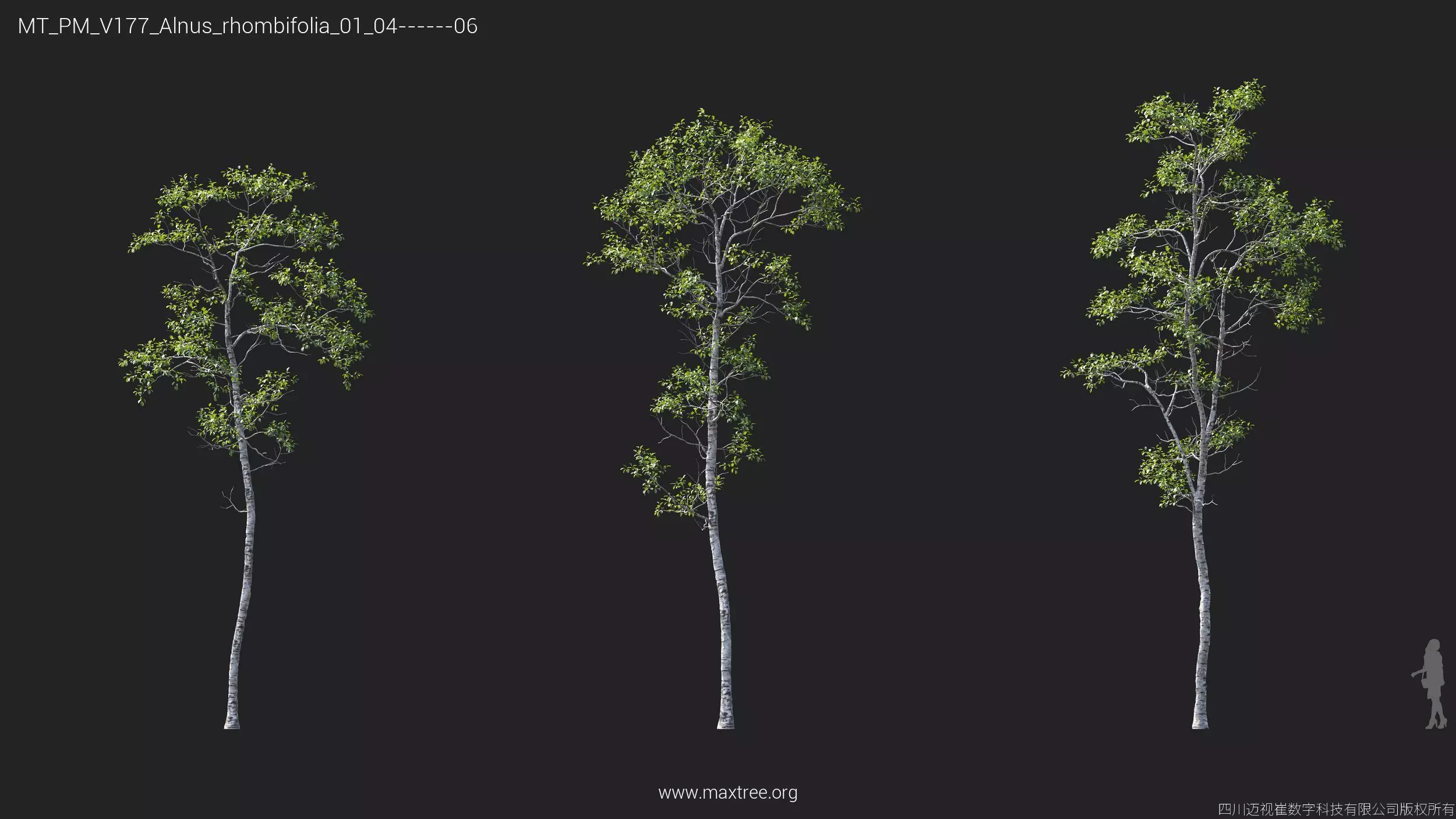 Maxtree Plant Models Vol 177 - Mesh 3D model_6