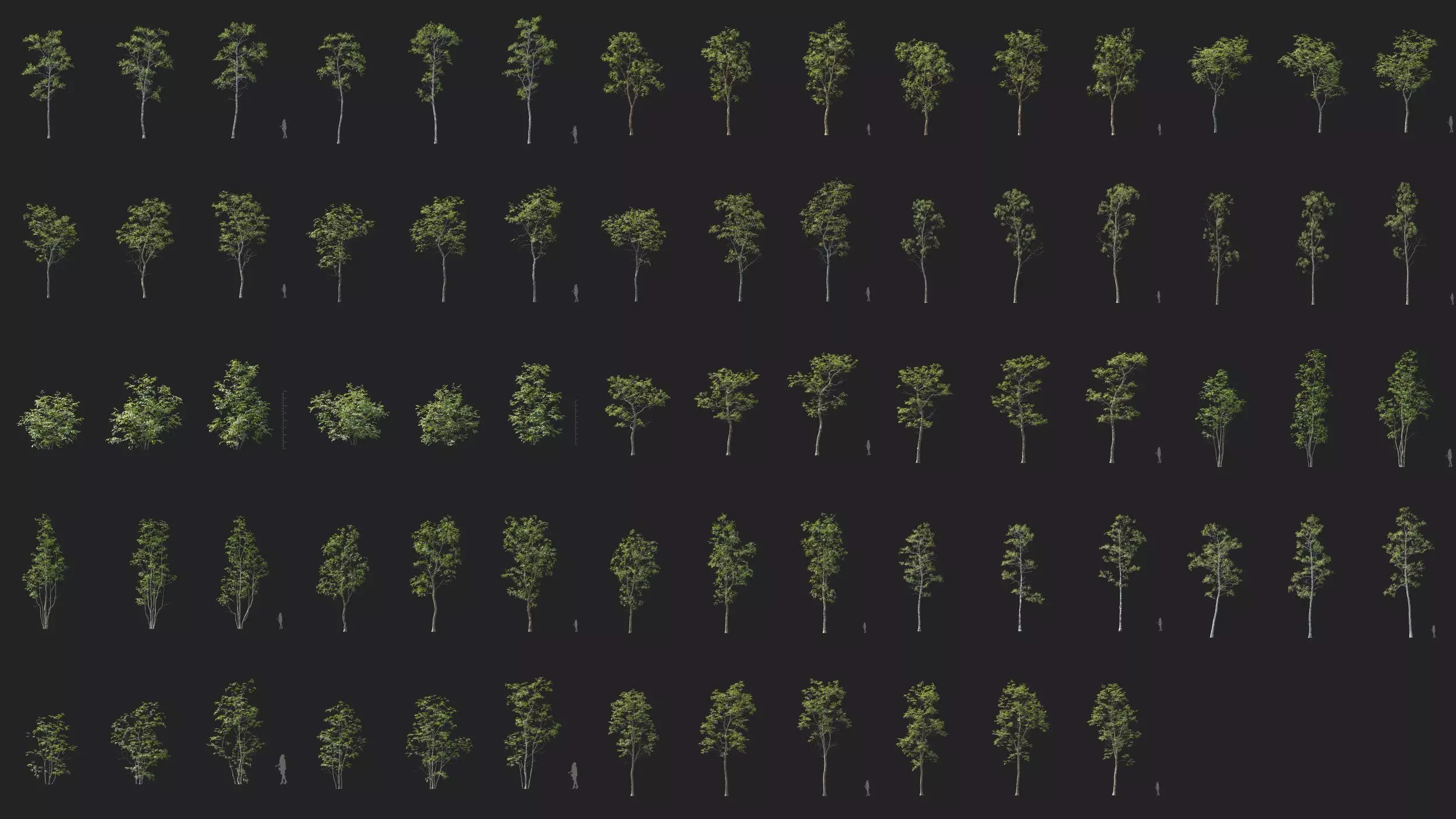 Maxtree Plant Models Vol 177 - Mesh 3D model_4