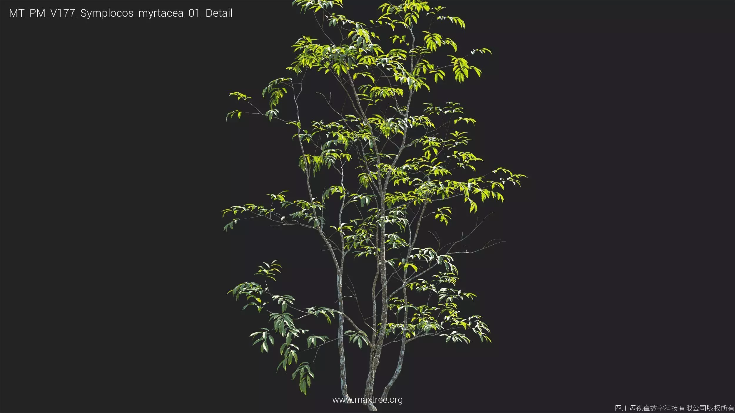 Maxtree Plant Models Vol 177 - Mesh 3D model_37