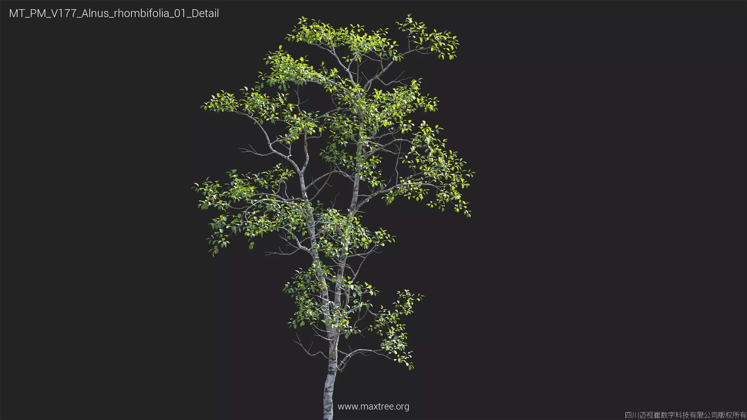 Maxtree Plant Models Vol 177 - Mesh 3D model_7