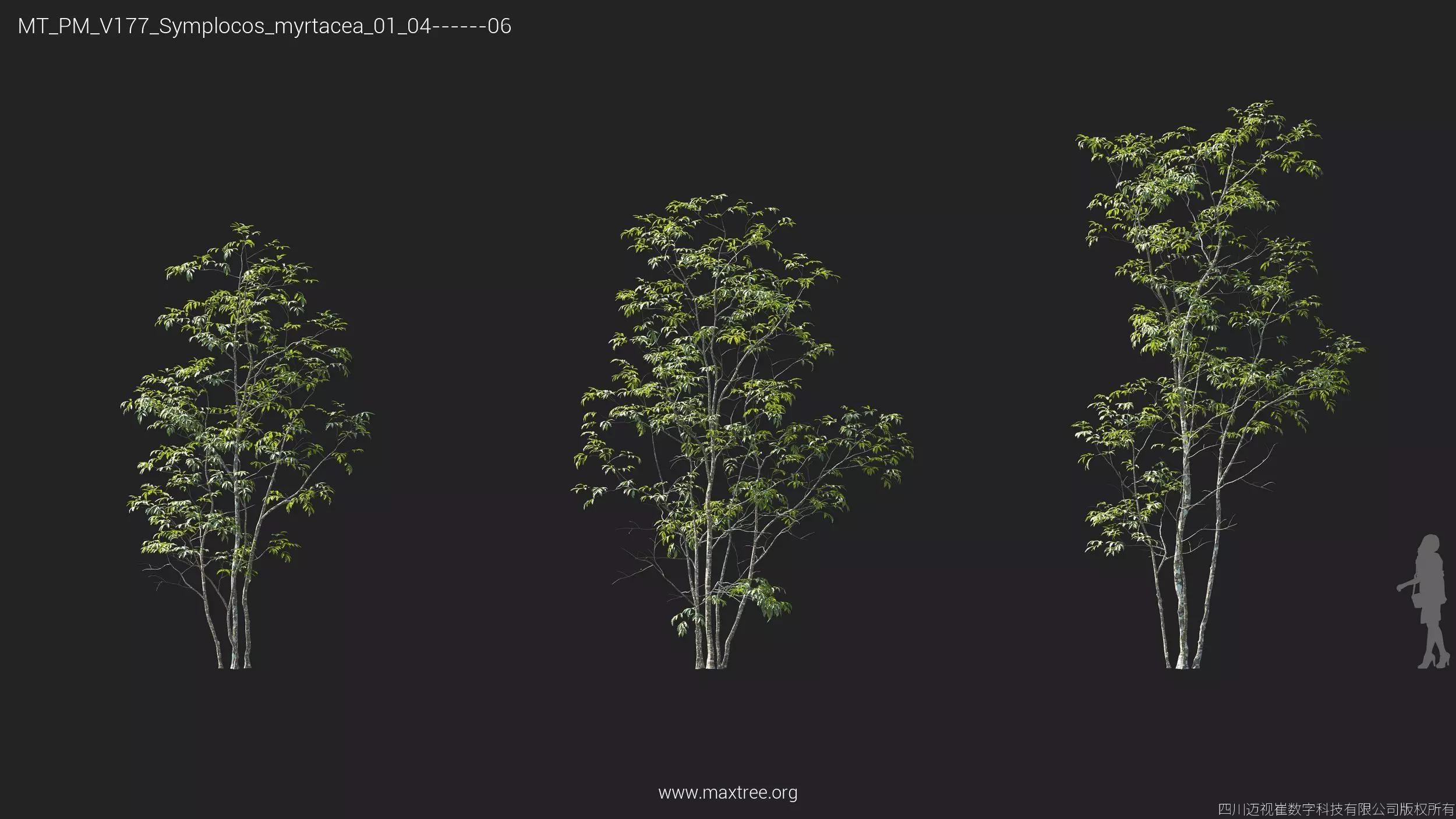 Maxtree Plant Models Vol 177 - Mesh 3D model_36