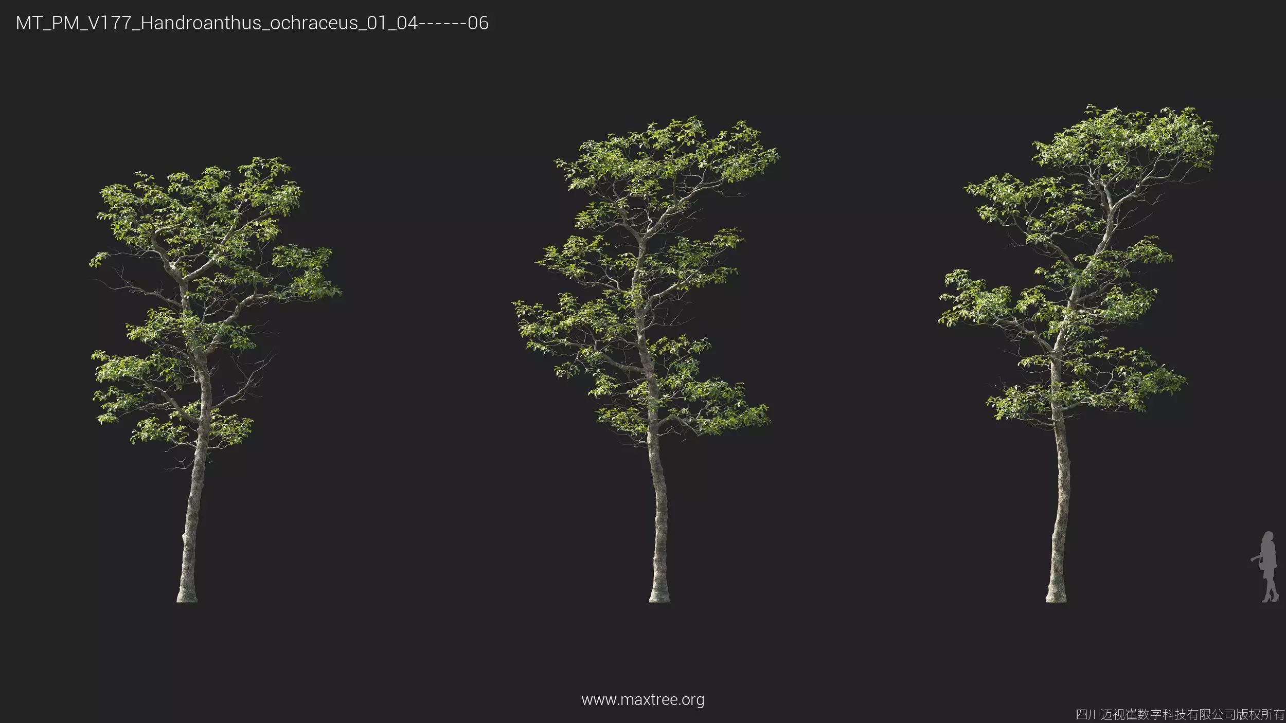 Maxtree Plant Models Vol 177 - Mesh 3D model_24