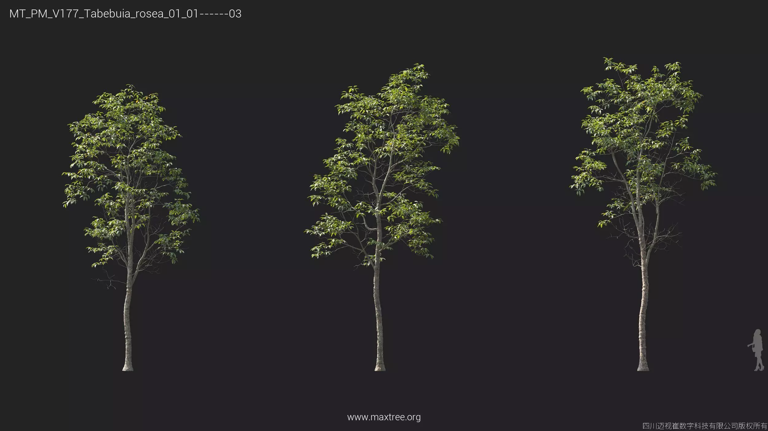Maxtree Plant Models Vol 177 - Mesh 3D model_38