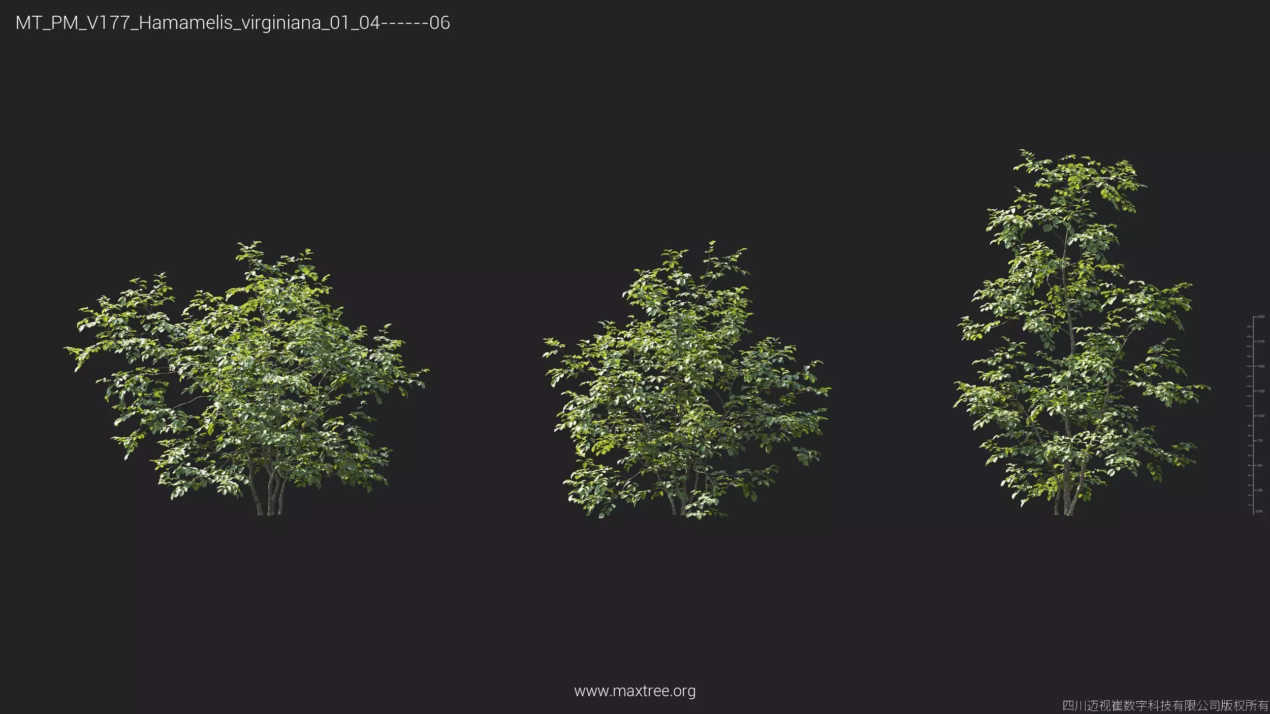 Maxtree Plant Models Vol 177 - Mesh 3D model_21