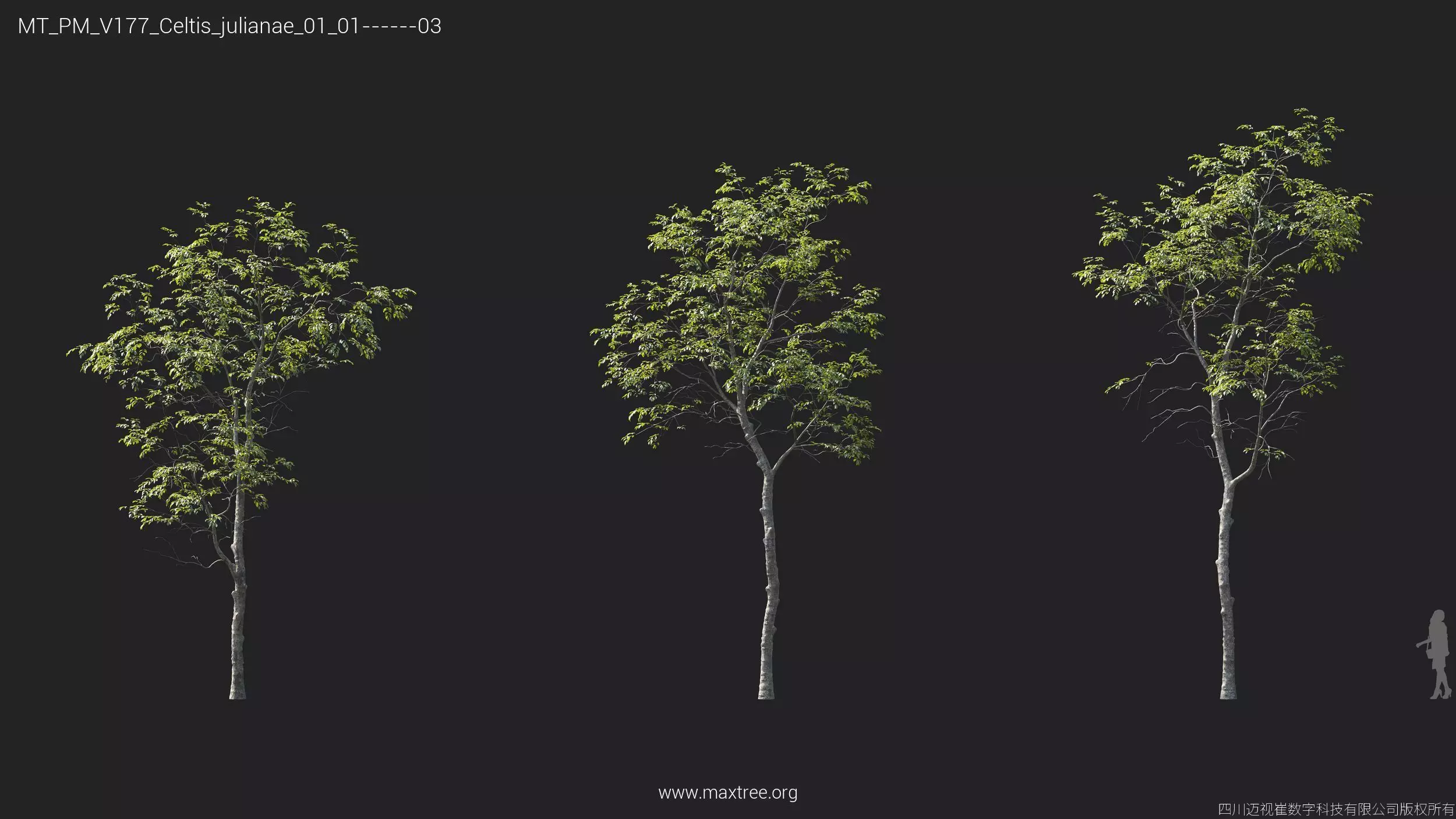 Maxtree Plant Models Vol 177 - Mesh 3D model_14