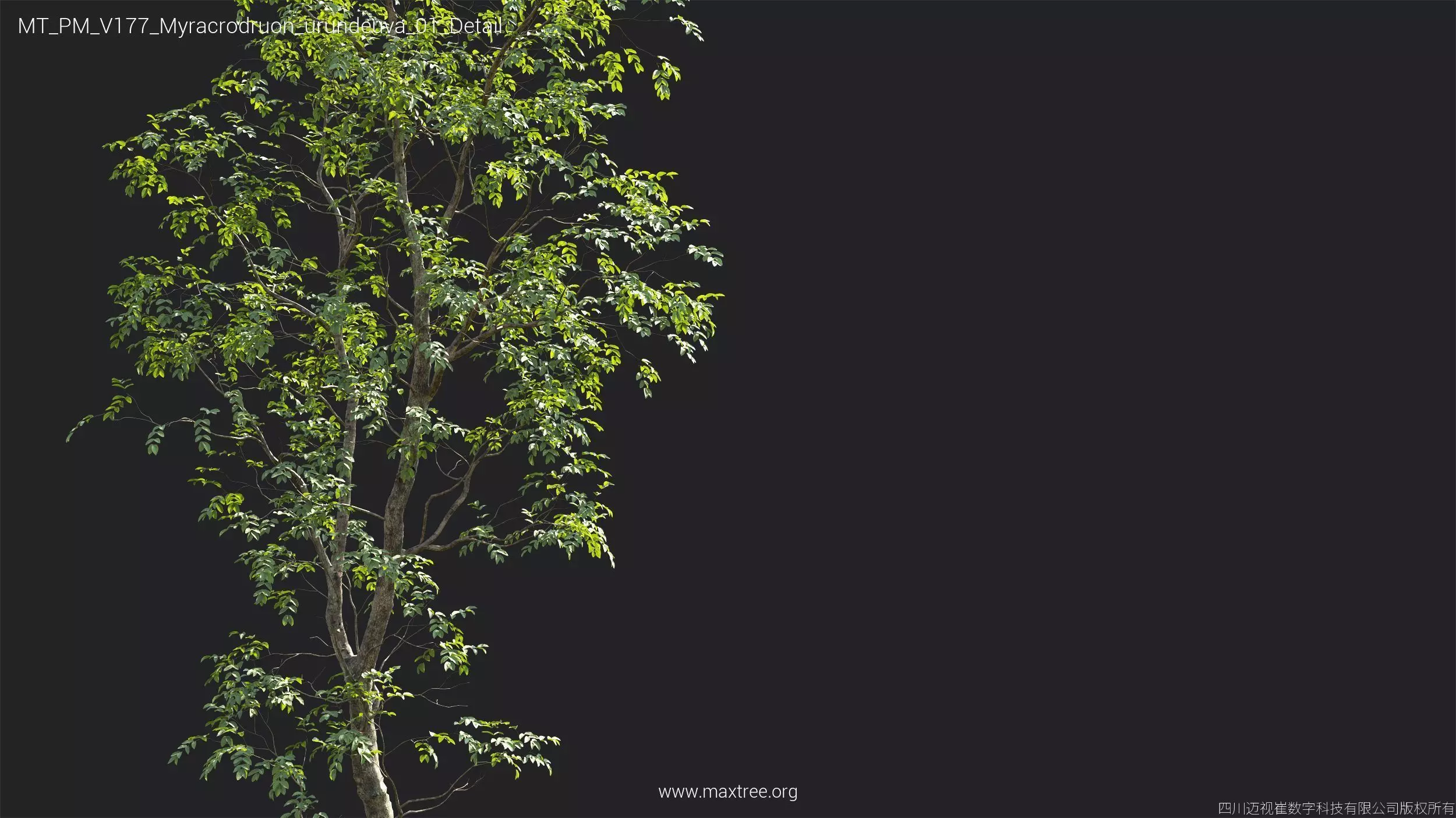 Maxtree Plant Models Vol 177 - Mesh 3D model_31