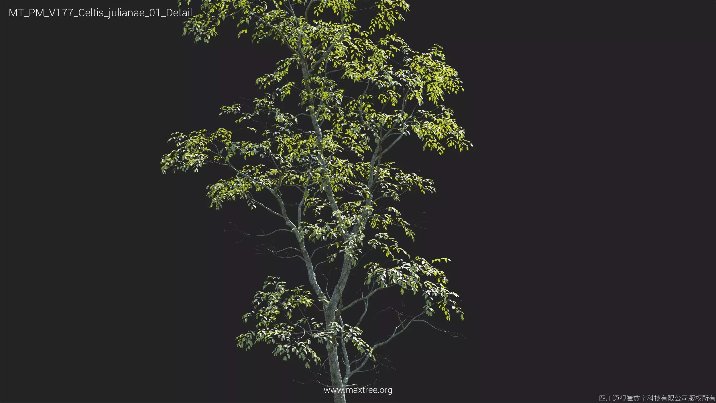 Maxtree Plant Models Vol 177 - Mesh 3D model_16