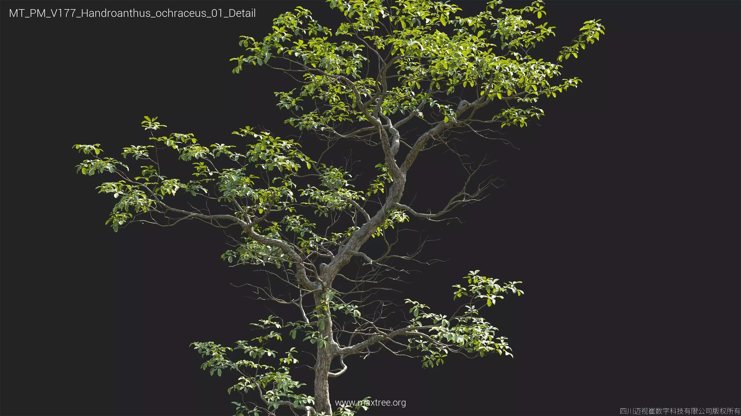 Maxtree Plant Models Vol 177 - Mesh 3D model_25