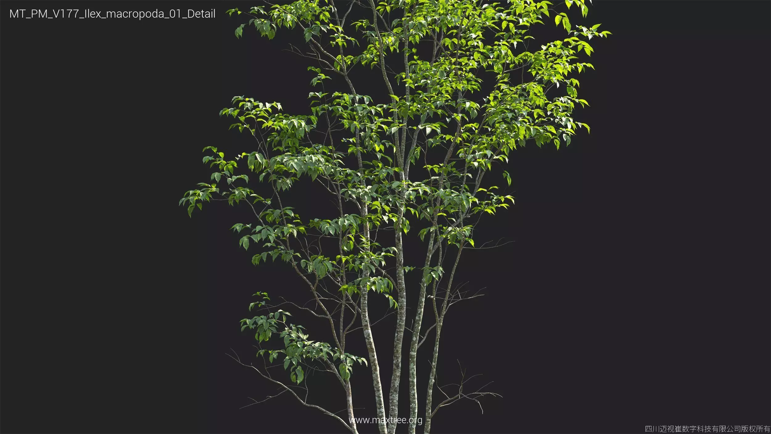 Maxtree Plant Models Vol 177 - Mesh 3D model_28