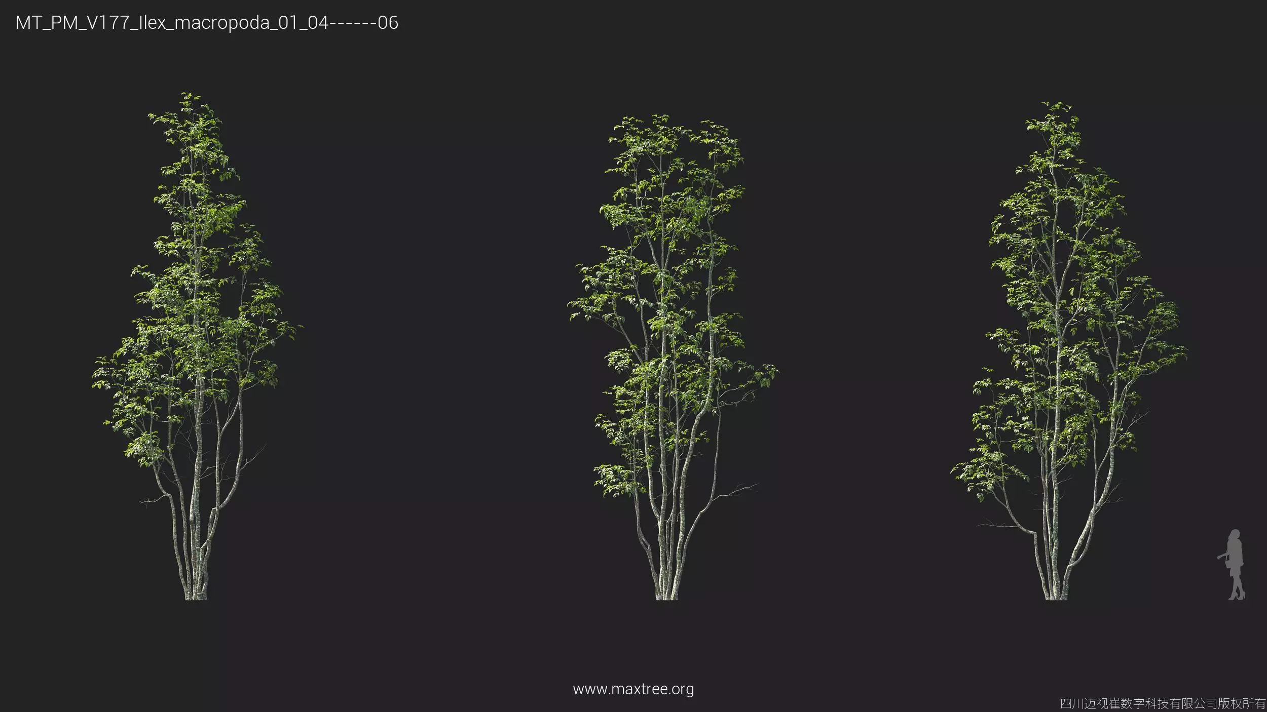 Maxtree Plant Models Vol 177 - Mesh 3D model_27