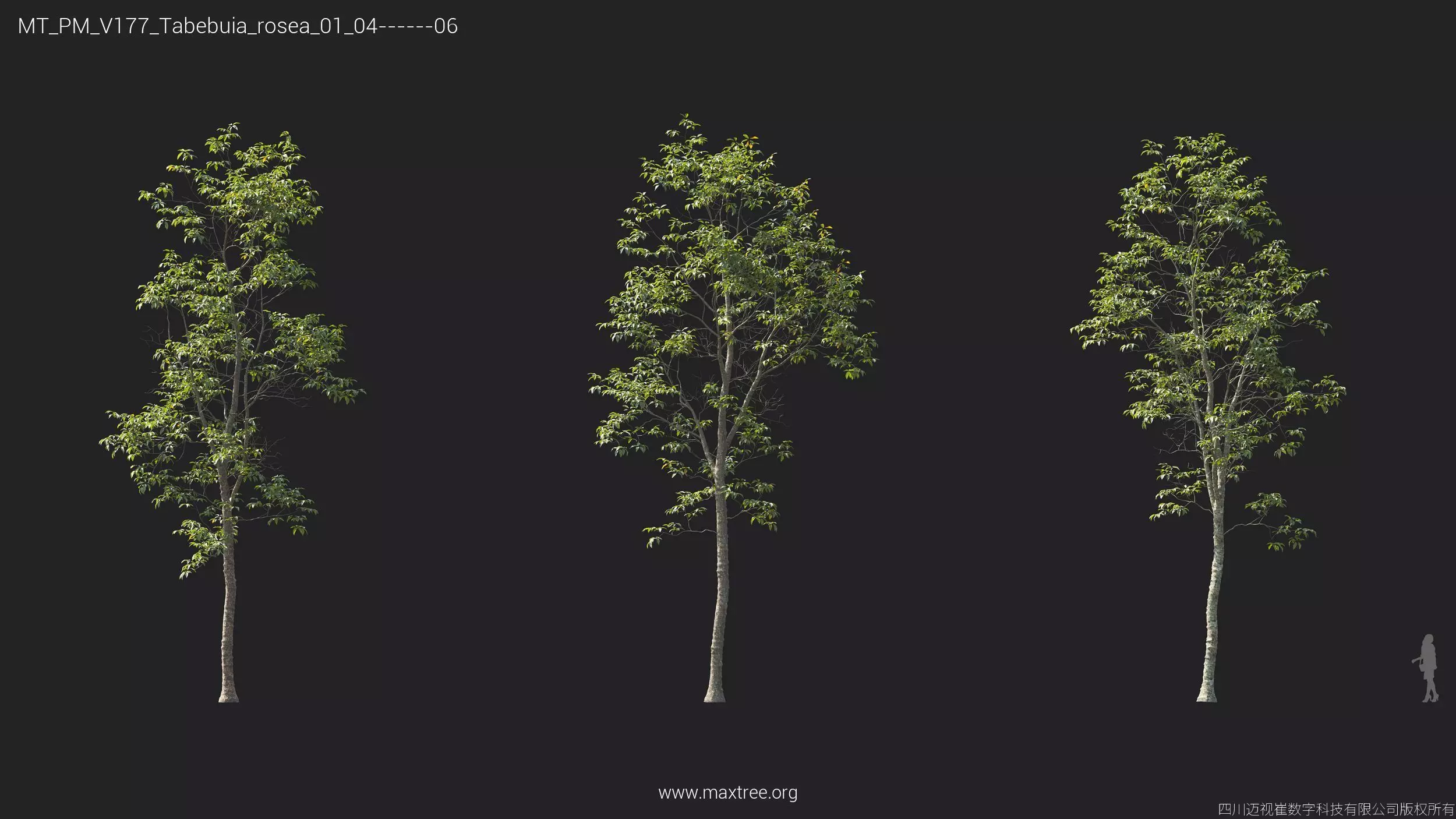 Maxtree Plant Models Vol 177 - Mesh 3D model_39